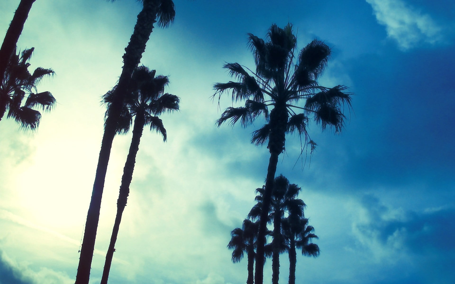 cloud - sky, palm, silhouette, tropical climate, tall - high, nature, palm leaf, scenics - nature, 1080P, outdoors, beauty in nature, plant, tree, trees, HD Wallpaper