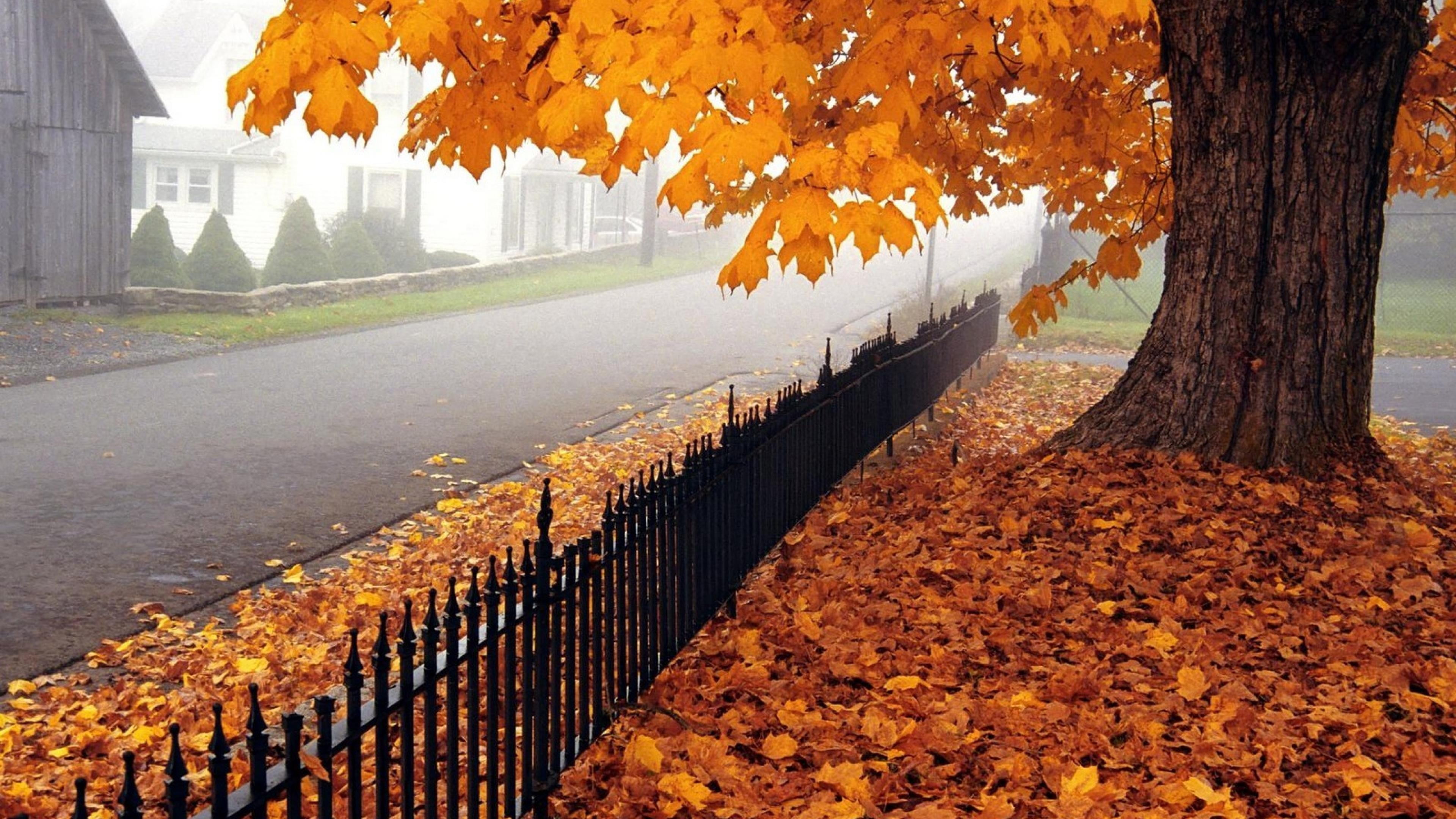 built structure, vibrant Color, sunlight, plant, red, fence, treelined, gold Colored, october, leaf, change, orange Color, landscape, leaves, season, colors, HD Wallpaper