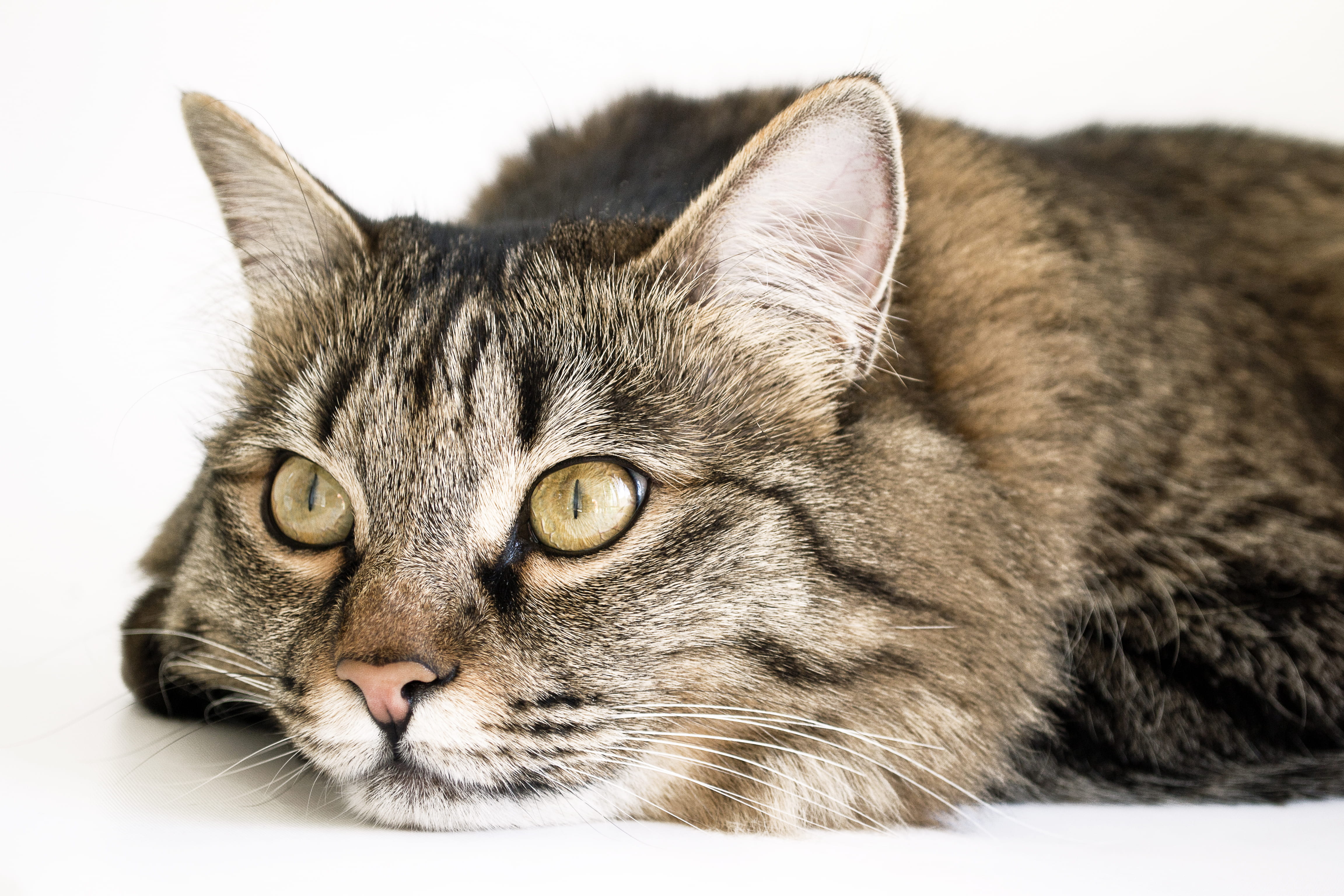 domestic cat, pets, 4K, mammal, animal head, white background, tabby, domestic animals, domestic, lovely, cat, south jannat abad boulevard, no people, HD Wallpaper