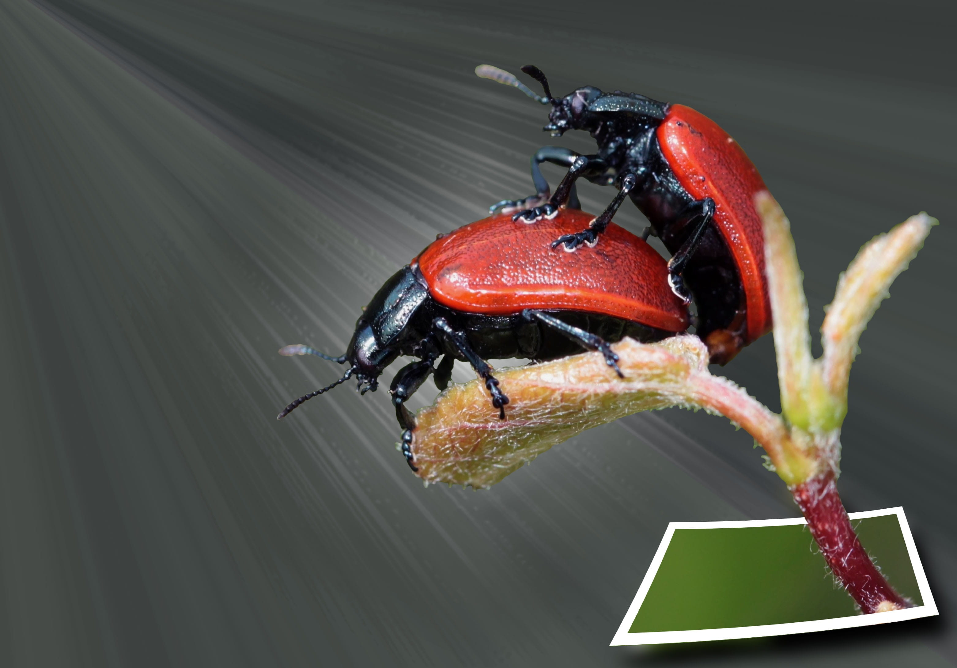 macro, nature, plant, animal themes, image editing, close-up, animal wildlife, high angle view, close up, one animal, animal, out of bound, invertebrate, HD Wallpaper