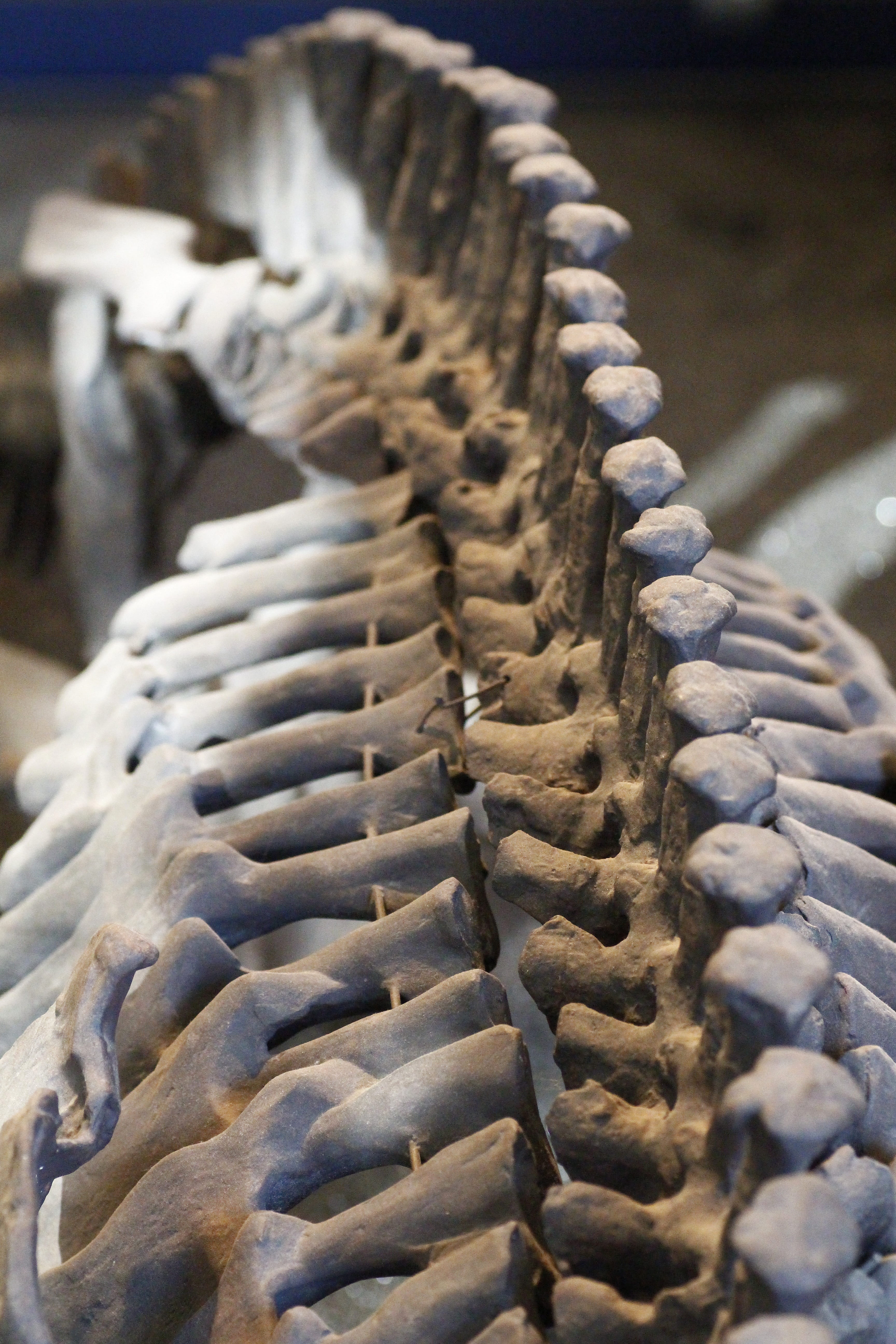 museum, animal themes, amphibian, natural pattern, one animal, giant skull roof lurch, selective focus, animals in the wild, spiral, pattern, textured, Phone HD Wallpaper