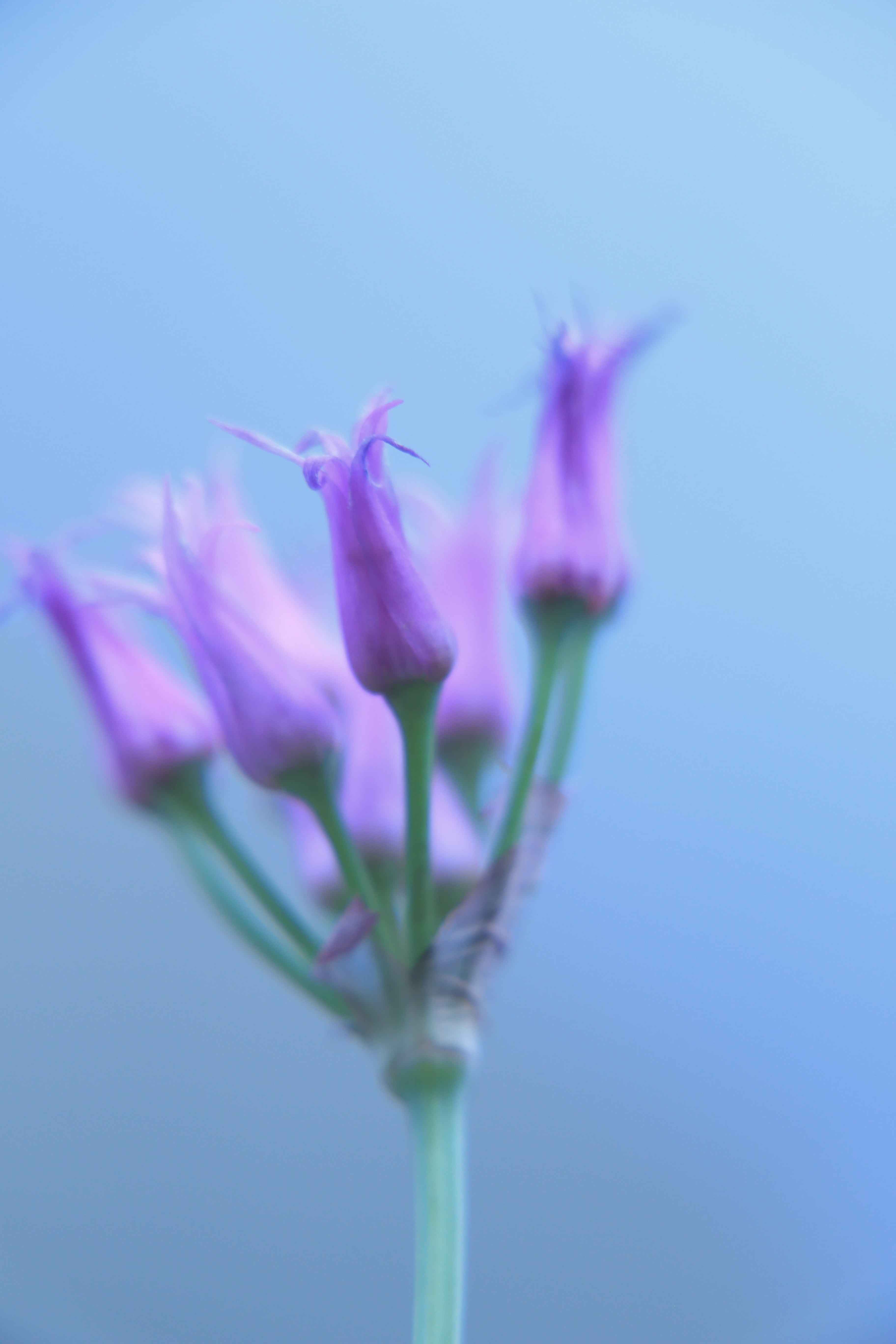 flower Head, shallow focus, daytime, Medicine Bow, flower buds, summer, Wyoming, buds, flowers, purple, purple flower, Snowy Range, plant, focus, For you, Phone HD Wallpaper
