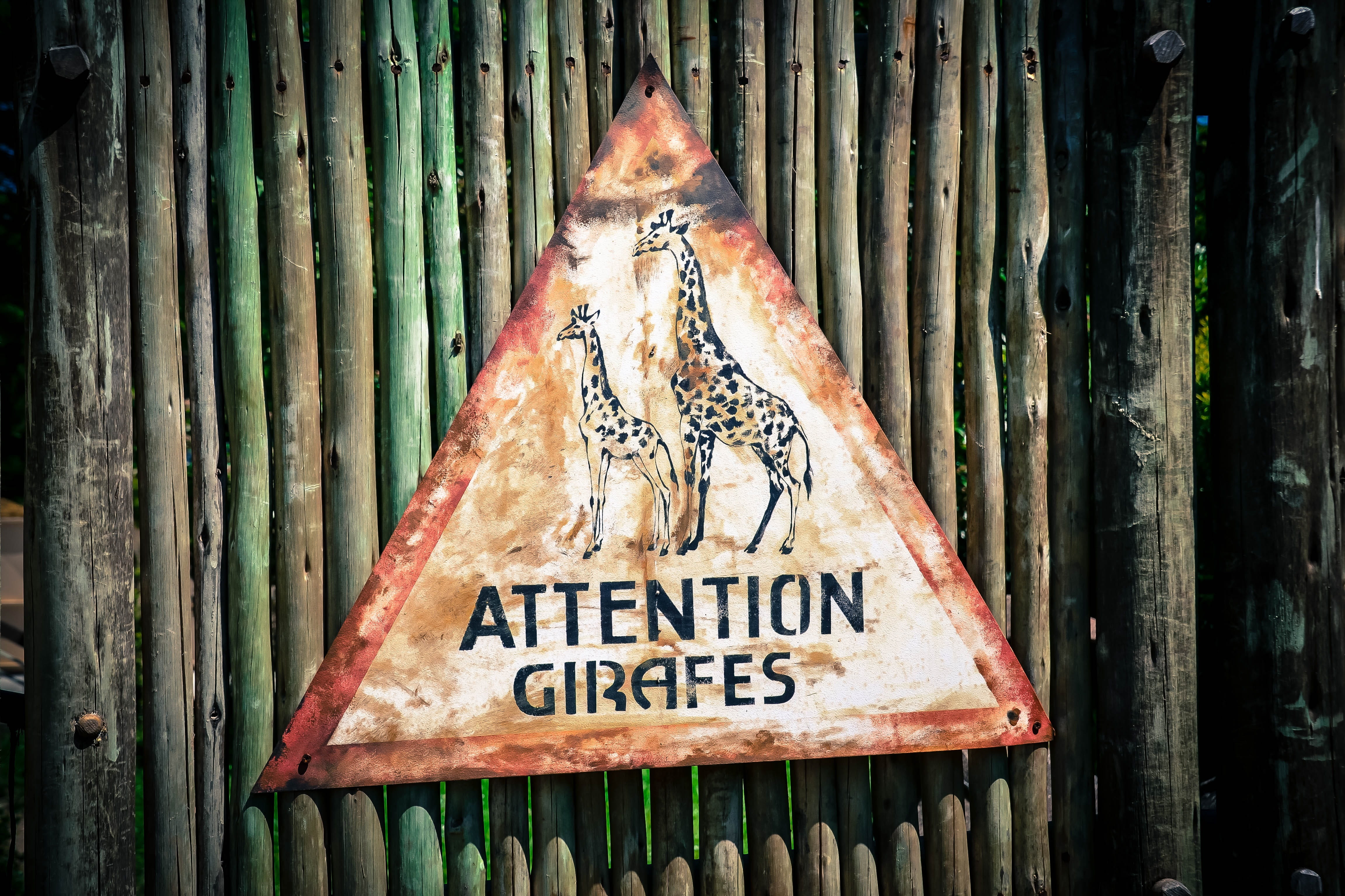 text, wood - Material, giraffe, 4K, old, food, one man only, metal, food and drink, information, capital letter, vertebrate, still life, one person, rusty, HD Wallpaper