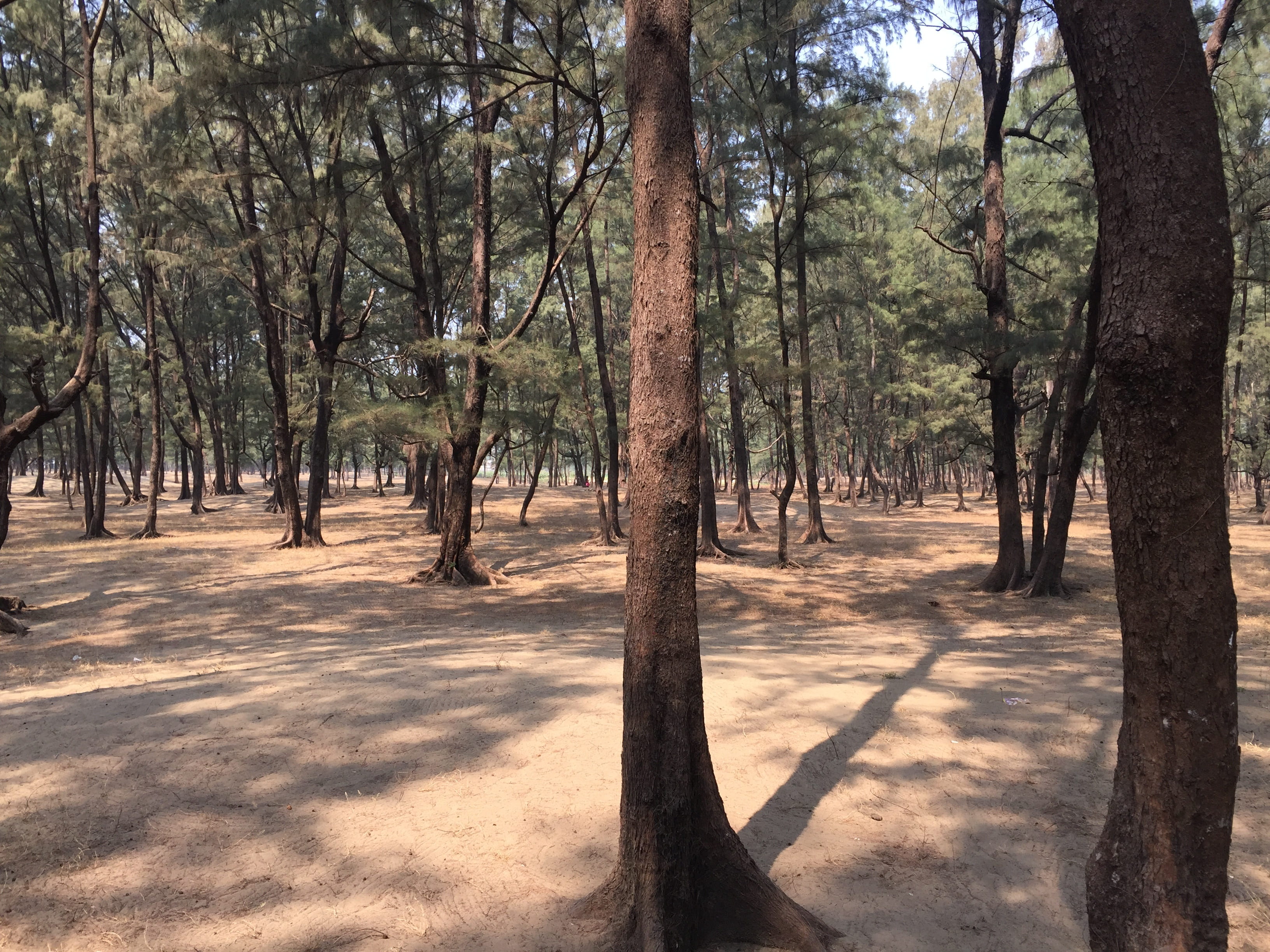 plant, no people, forest, tree trunk, coxs, sea, sunlight, non-urban scene, shadow, coxs bazar, tree, trunk, land, beach, outdoors, sky, woodland, longest, HD Wallpaper