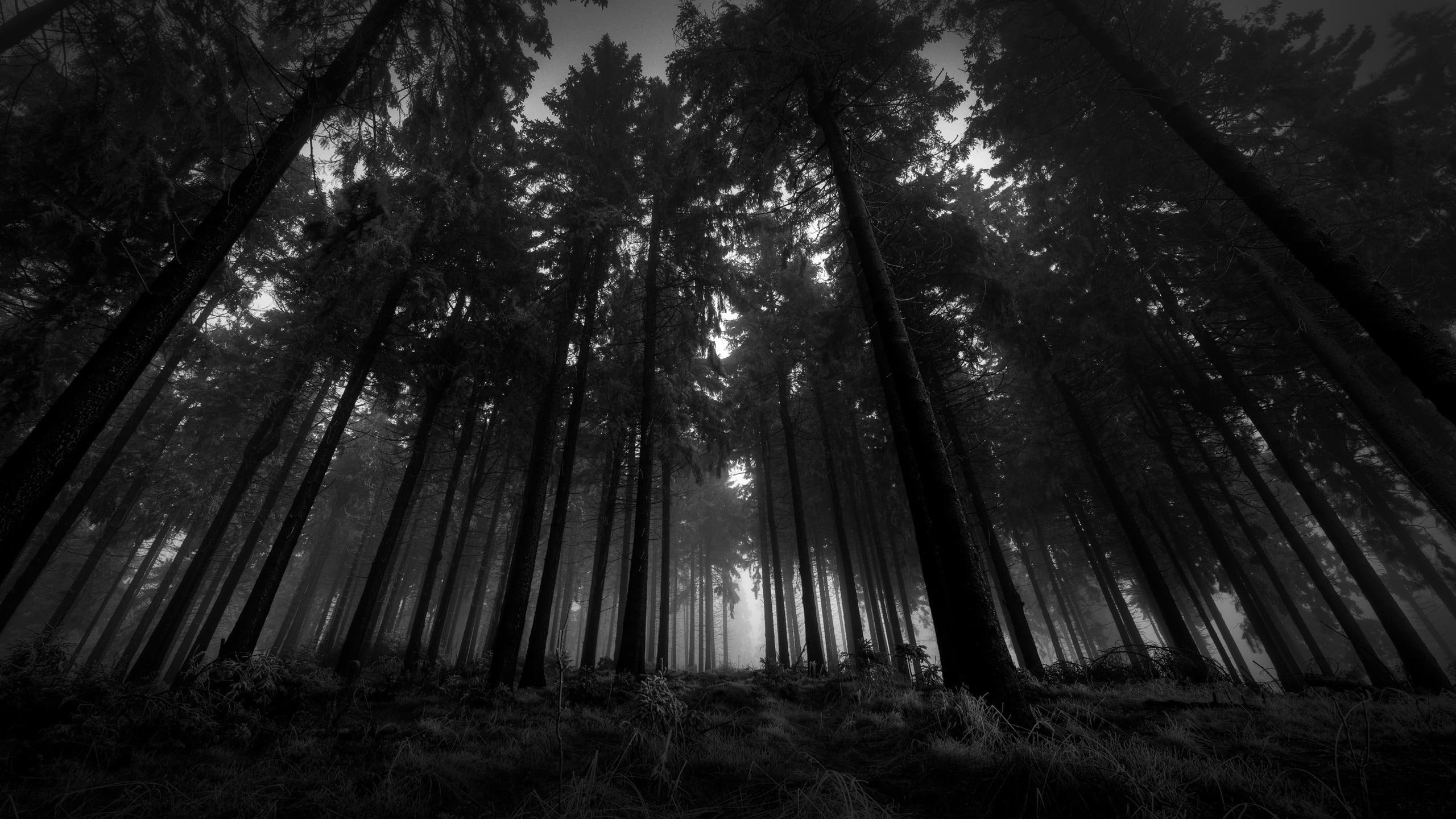 kroner, black, white, 2K, tall, gloomy, wood, trees, silence, from below, black-and-white, fog, HD Wallpaper