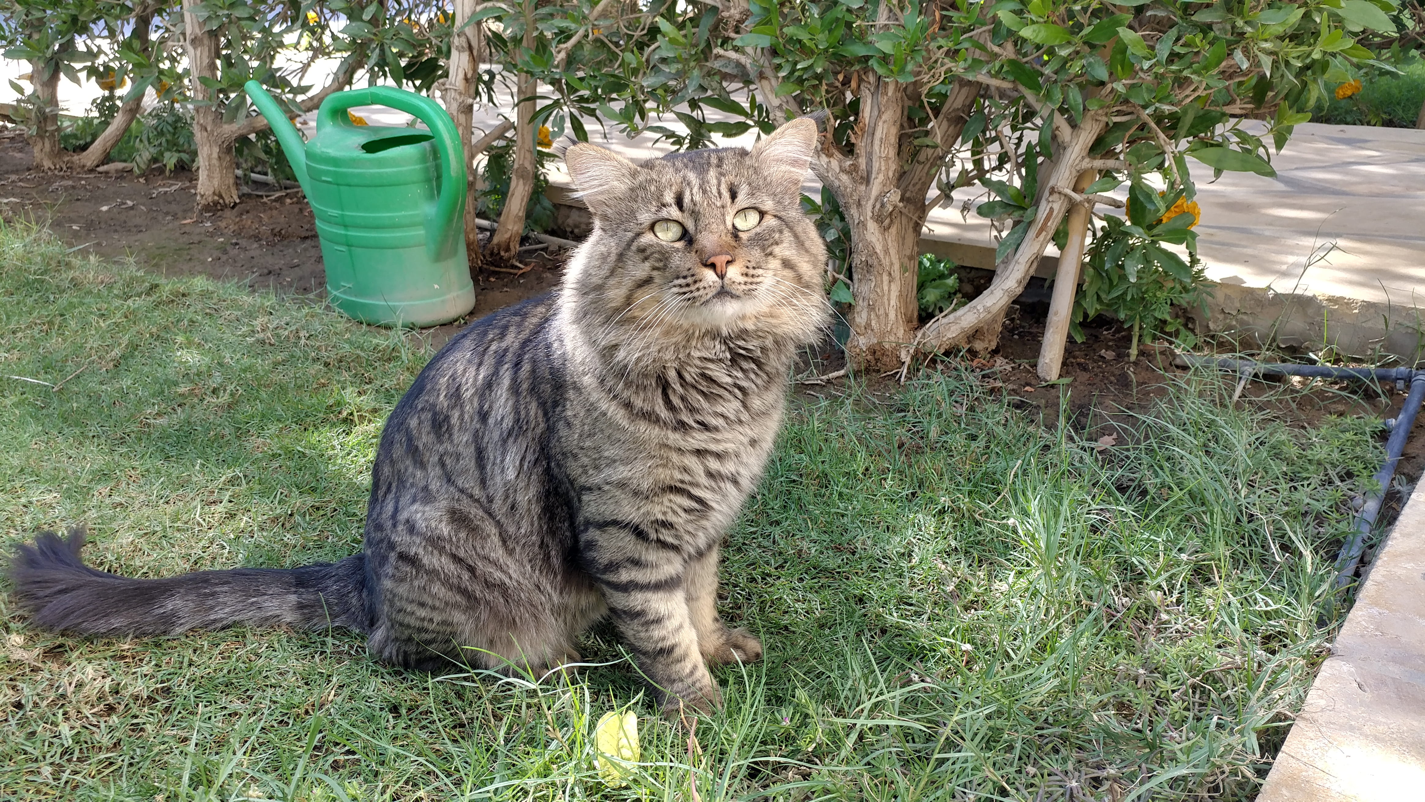 looking at camera, plant, portrait, day, saudi arabia, sitting, animal, domestic animals, riyadh, no people, land, animal themes, feline, nature, tabby, HD Wallpaper