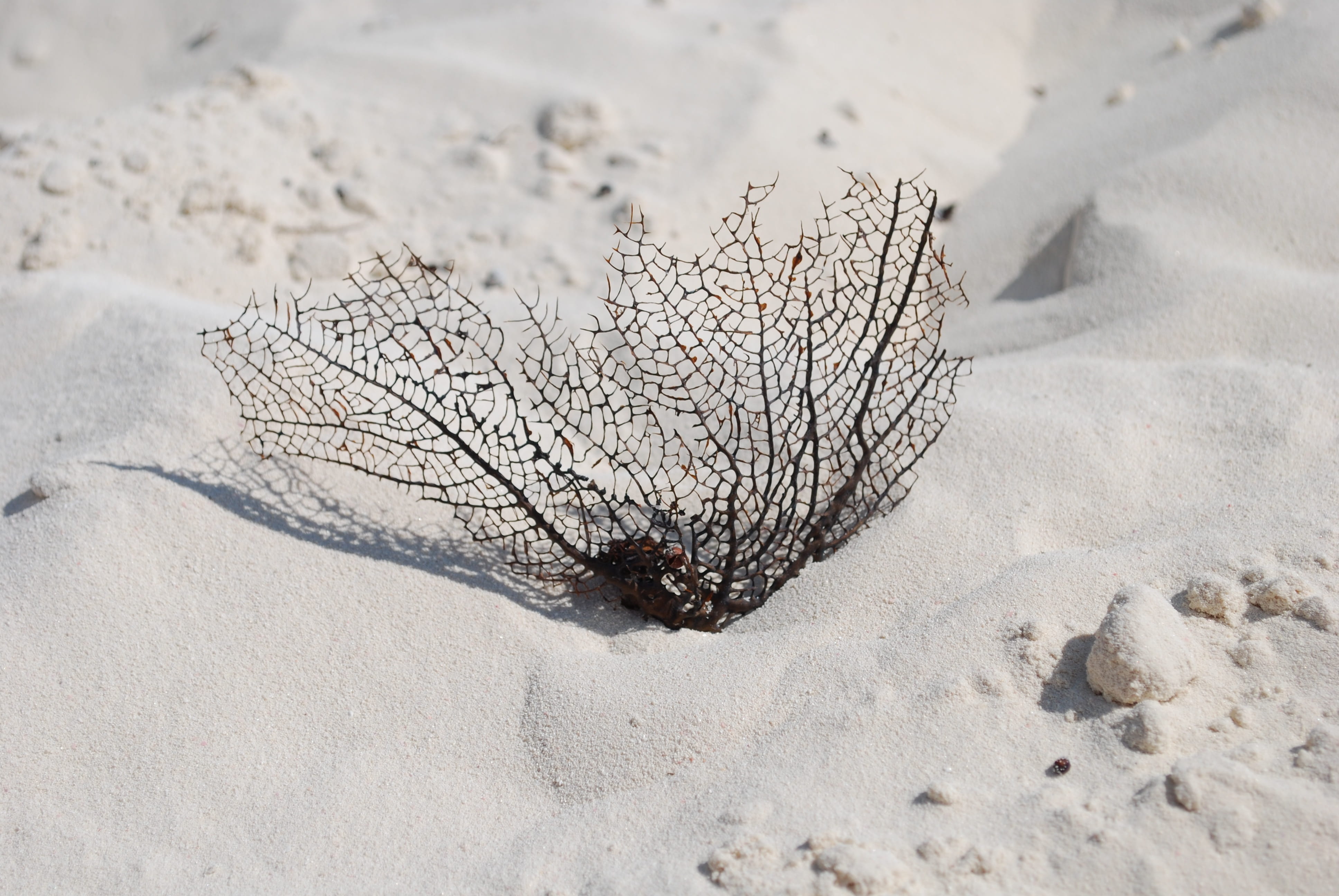 ocean plant, nature, no people, animal wildlife, animal themes, sunlight, animals in the wild, beach, close-up, high angle view, ocean, plankton net, one animal, HD Wallpaper