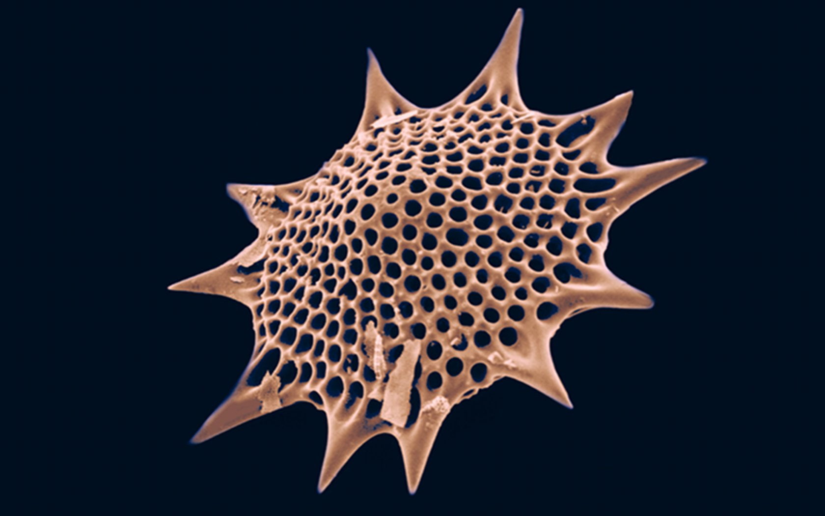 abstract, radiolarian, 720P, microscopic, plankton, HD Wallpaper