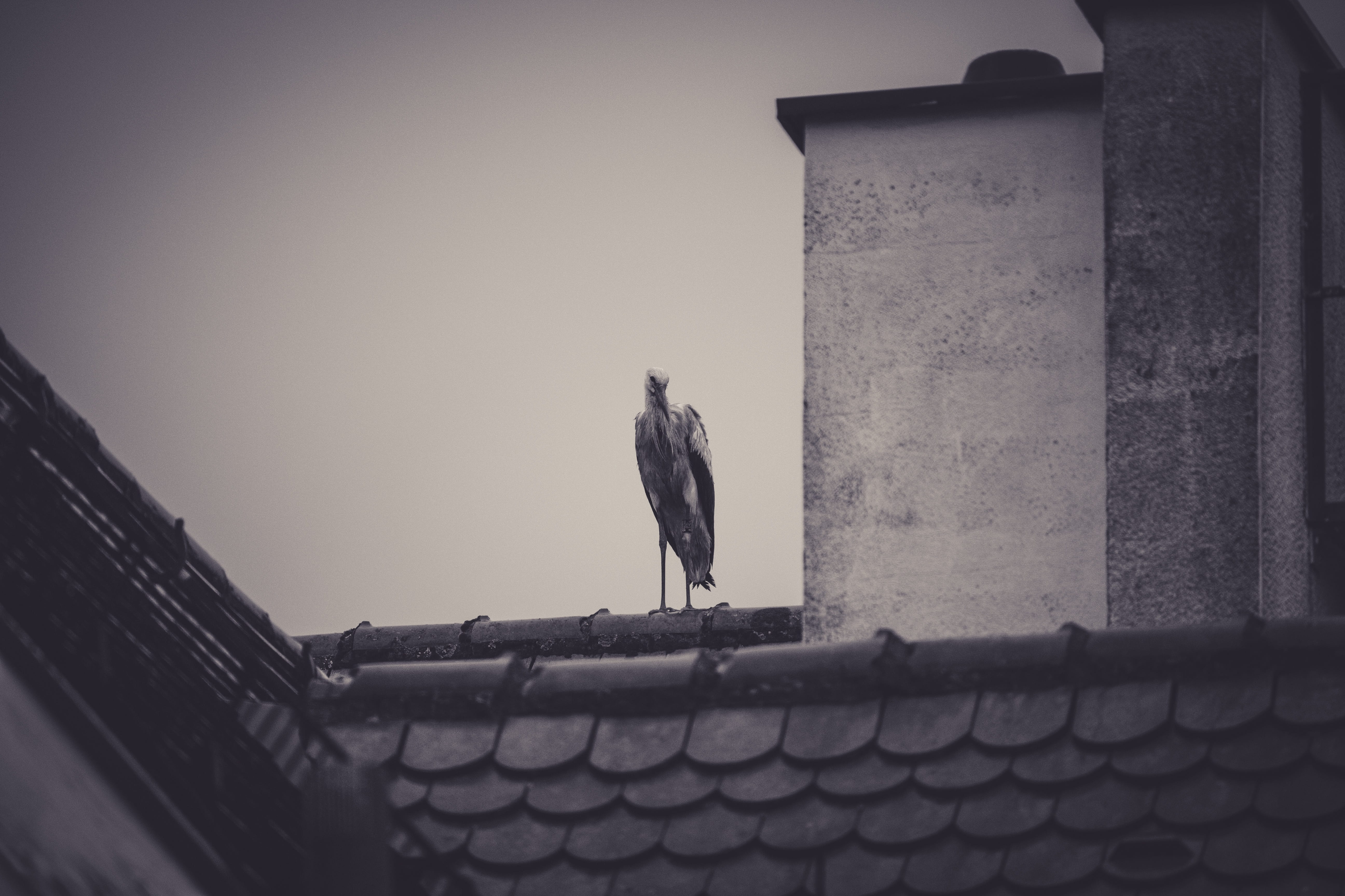 sky, nature, animal, low angle view, outdoors, no people, mammal, wall - building feature, roof, clear sky, animal themes, house roof, rattle stork, 5K, HD Wallpaper
