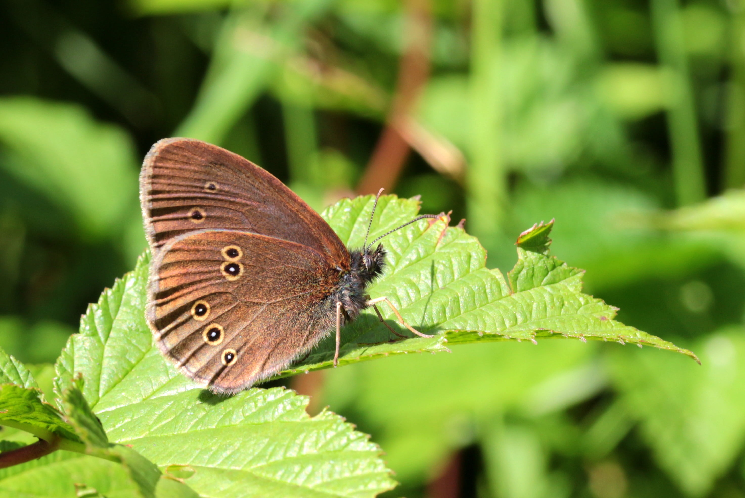 no people, animal wing, 2K, day, close-up, green color, butterfly, brown, invertebrate, one animal, animals in the wild, butterflies, brown waldvogel, HD Wallpaper