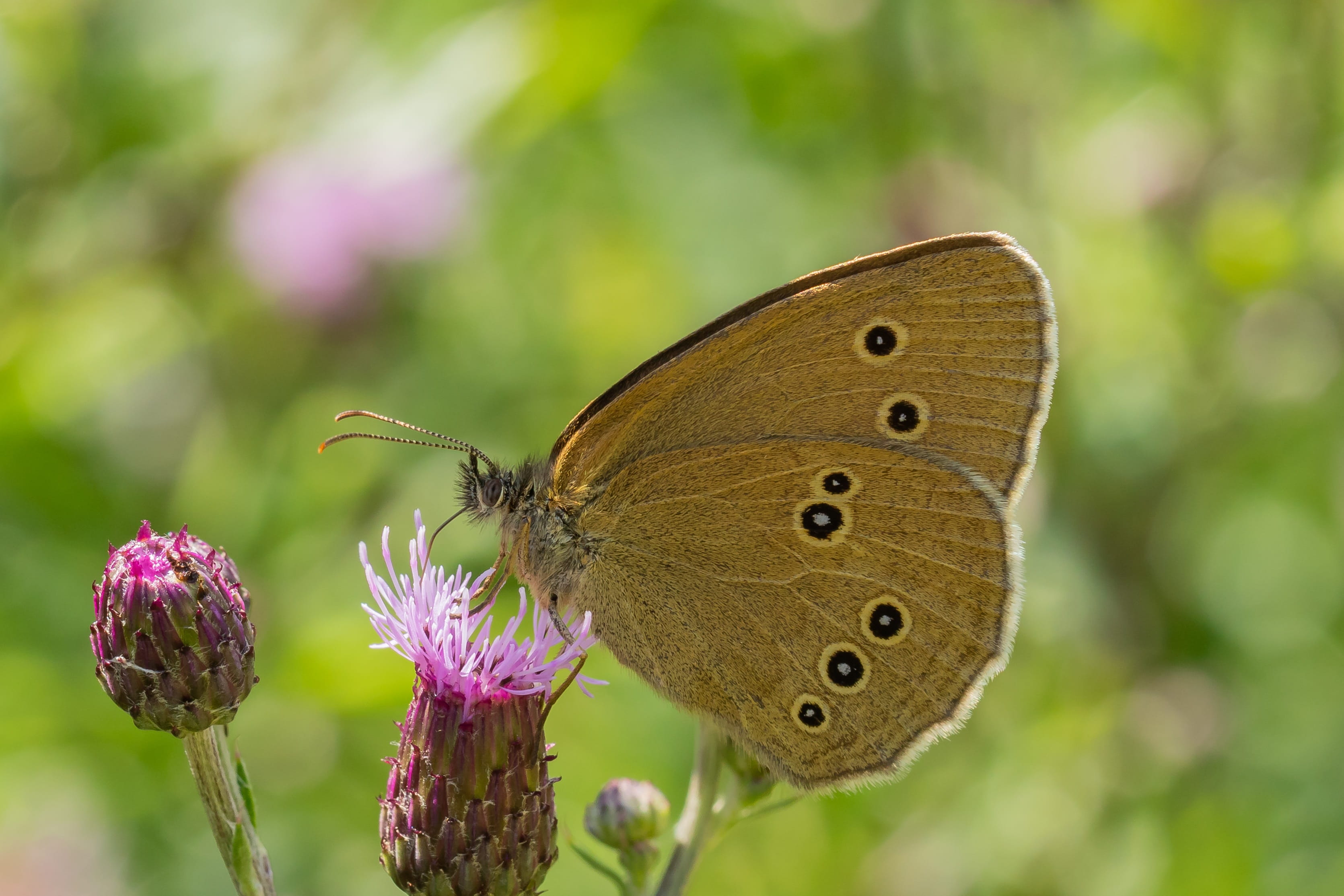 animal wing, fragility, blossom, forest, bloom, meadow, summer, pollination, proboscis, nature, vulnerability, animal wildlife, animals in the wild, outdoors, HD Wallpaper