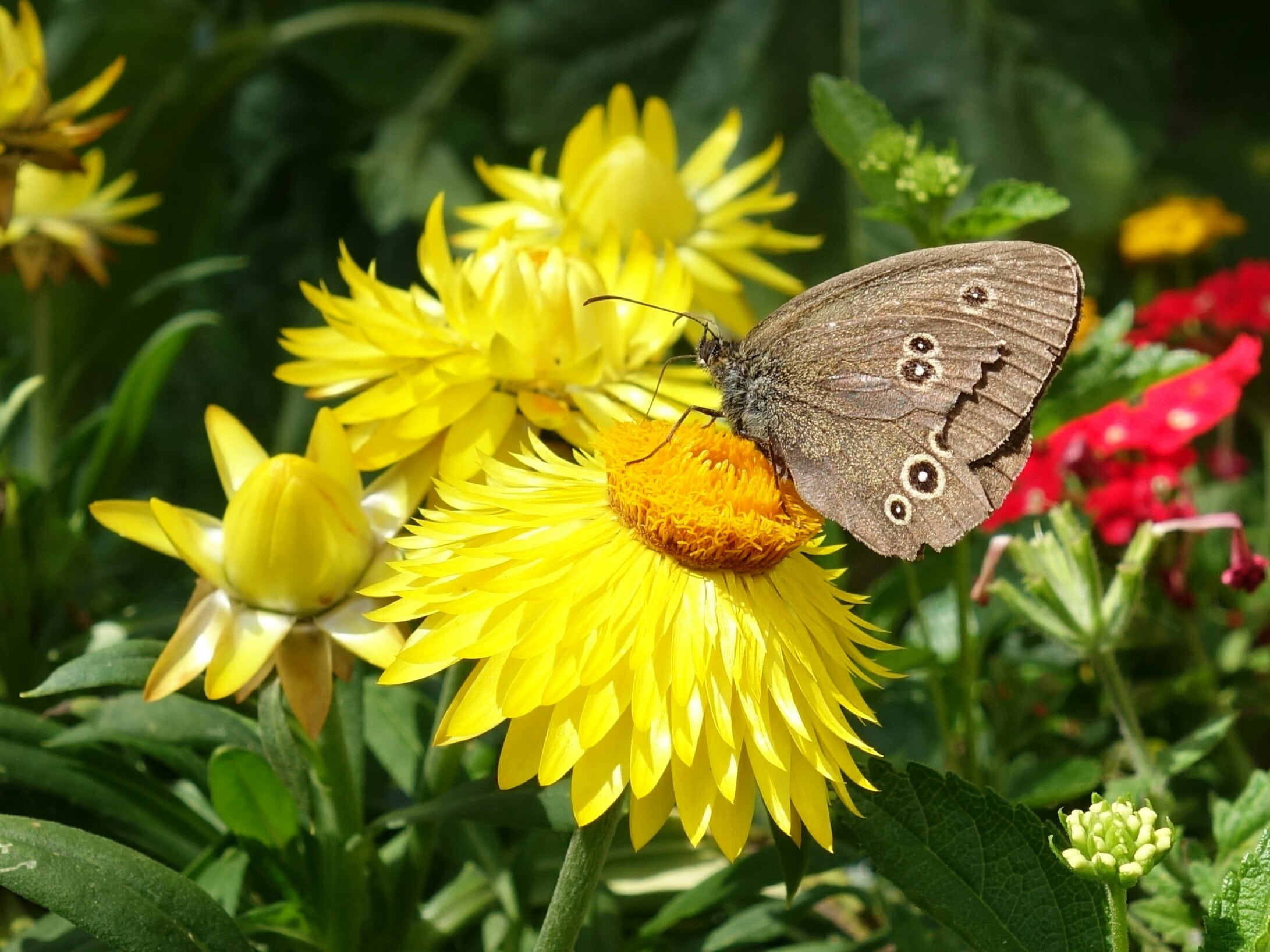 fragility, nature, growth, butterfly - insect, chimney sweep, pollination, vulnerability, flower, outdoors, inflorescence, satyrinae, animal themes, plant, HD Wallpaper