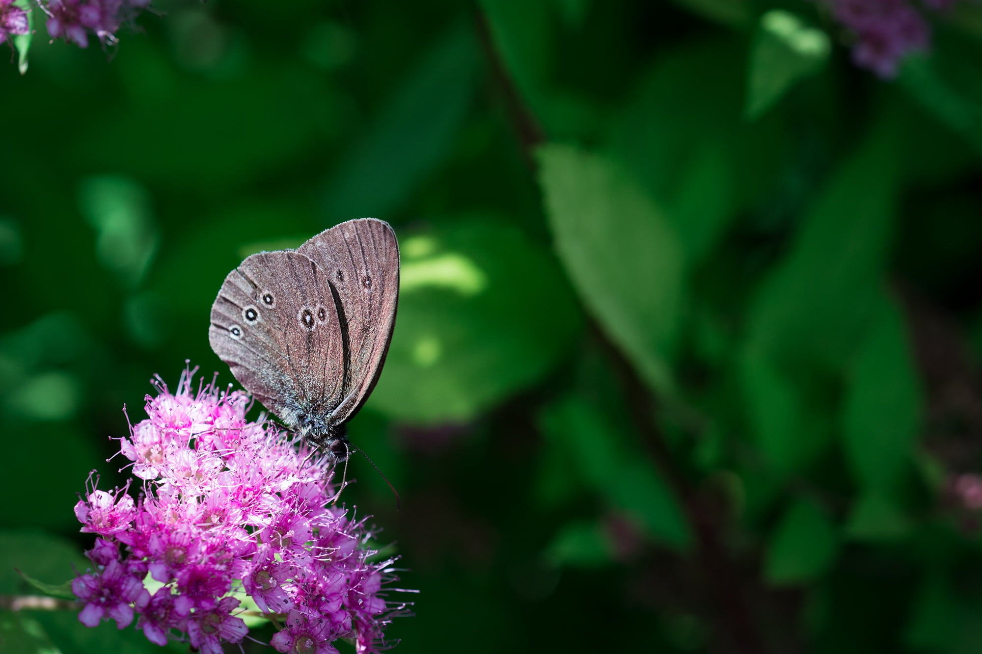 pink color, close-up, animal wing, chimney sweep, 1080P, flower, text dom, beauty in nature, animal, fragility, growth, summer, pollination, plant, butterfly, HD Wallpaper