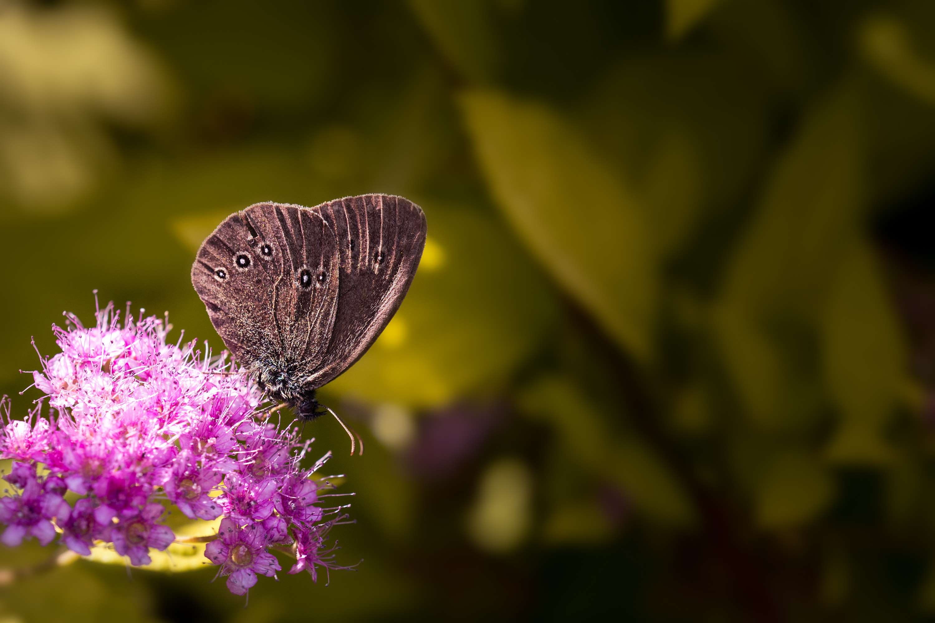 brown forest bird, butterfly bush, edelfalter, outdoors, vulnerability, flowering plant, butterfly - insect, nature, growth, flower, no people, freshness, HD Wallpaper
