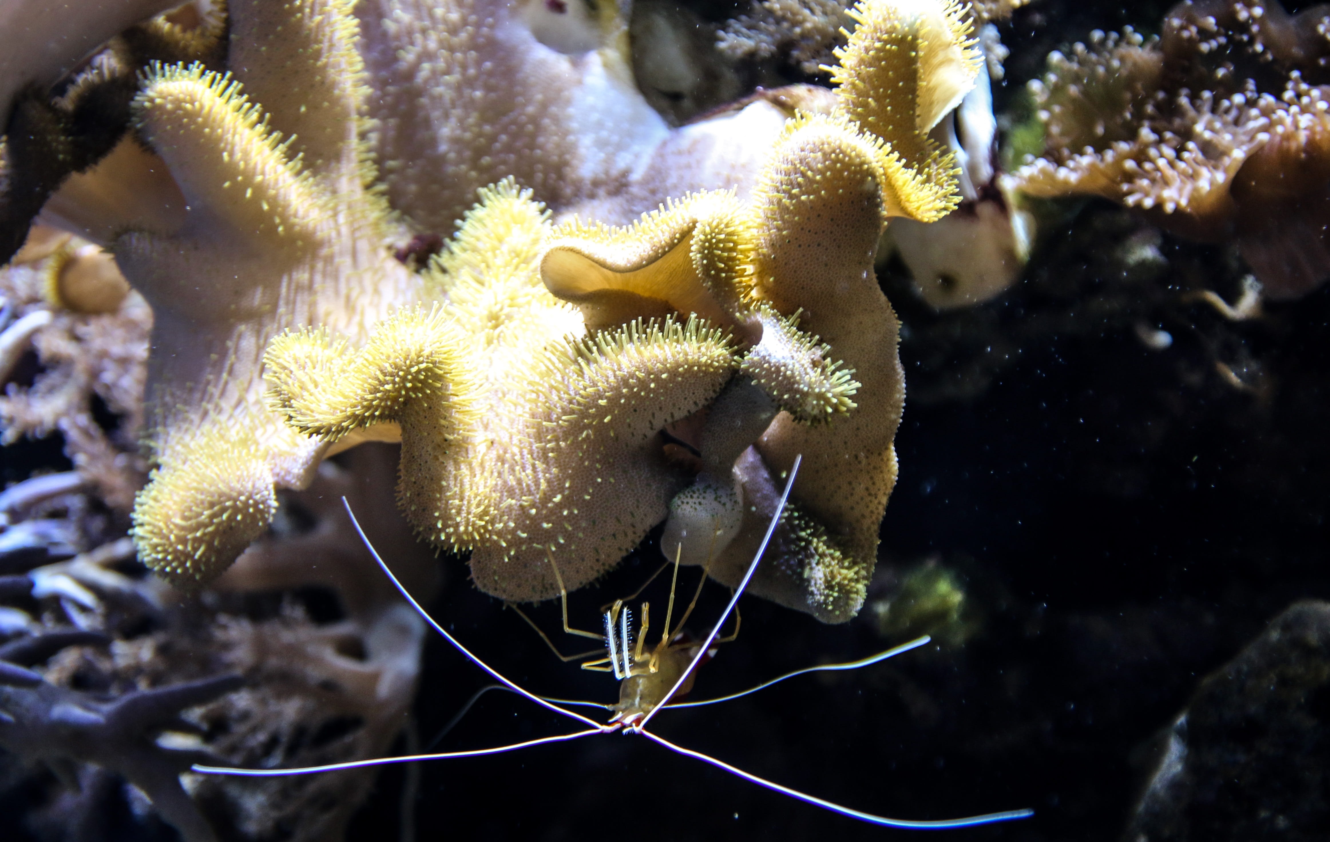 one animal, animal wildlife, water, nature, fish, sea life, animal themes, beauty in nature, underwater, marine, animals in the wild, Shrimp, close-up, HD Wallpaper
