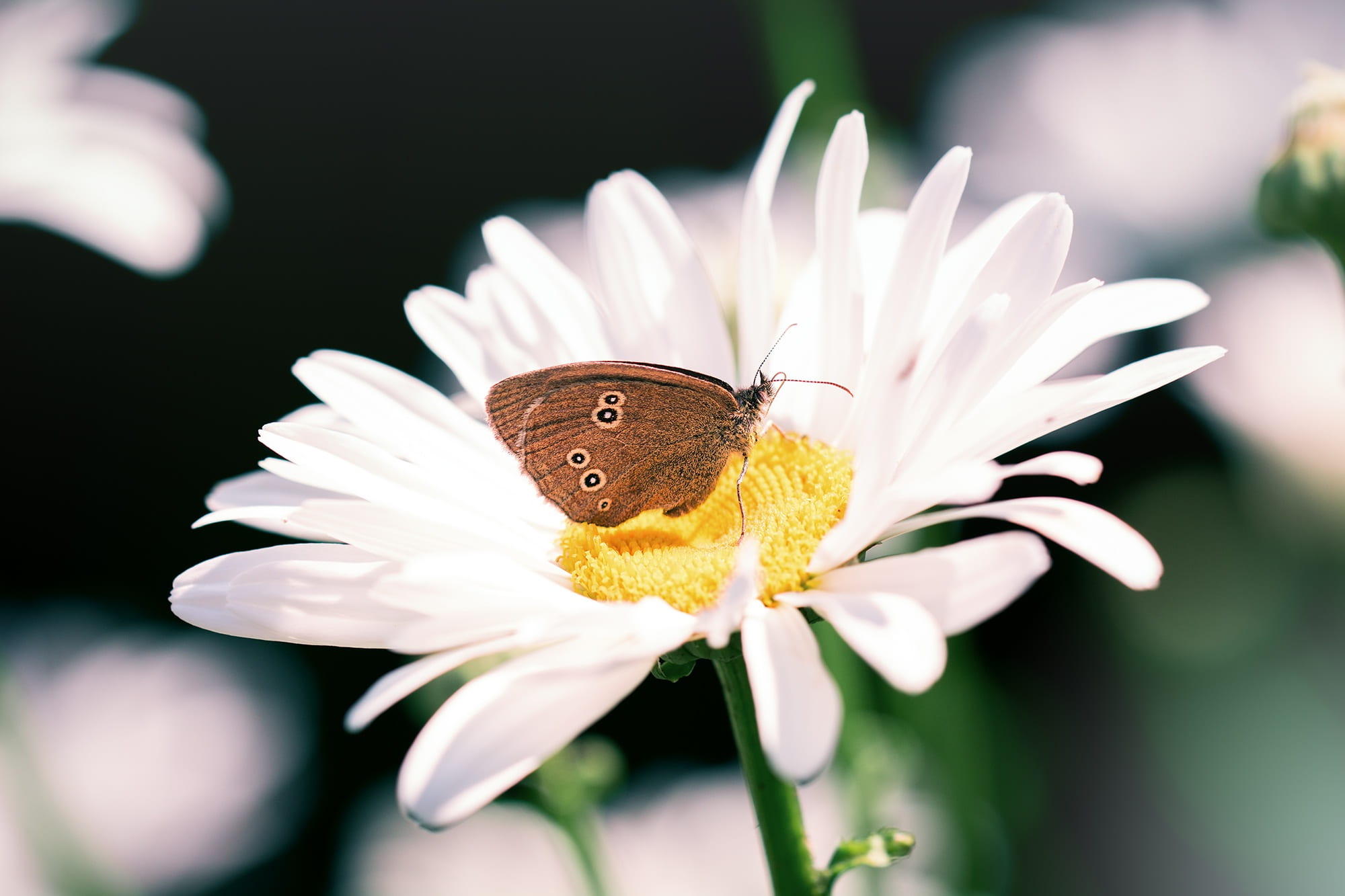 no people, growth, white, flower head, focus on foreground, composites, outdoors, gardening gardening, white flower, freshness, petal, chimney sweep, pollen, HD Wallpaper