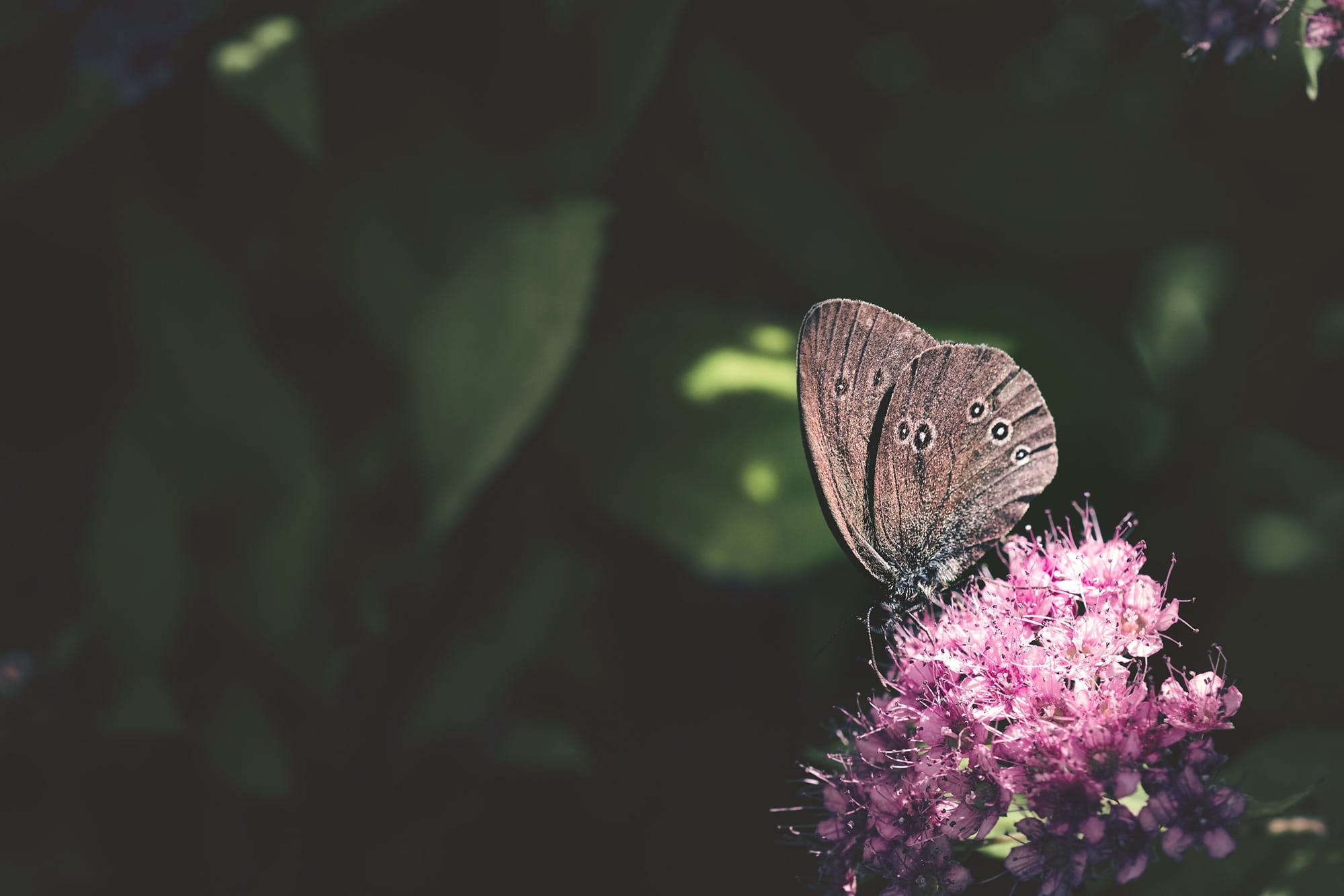 animal wildlife, outdoors, lilac, butterfly, close, no people, plant, flower, animal wing, summer, freshness, animal themes, text dom, garden, purple, growth, HD Wallpaper