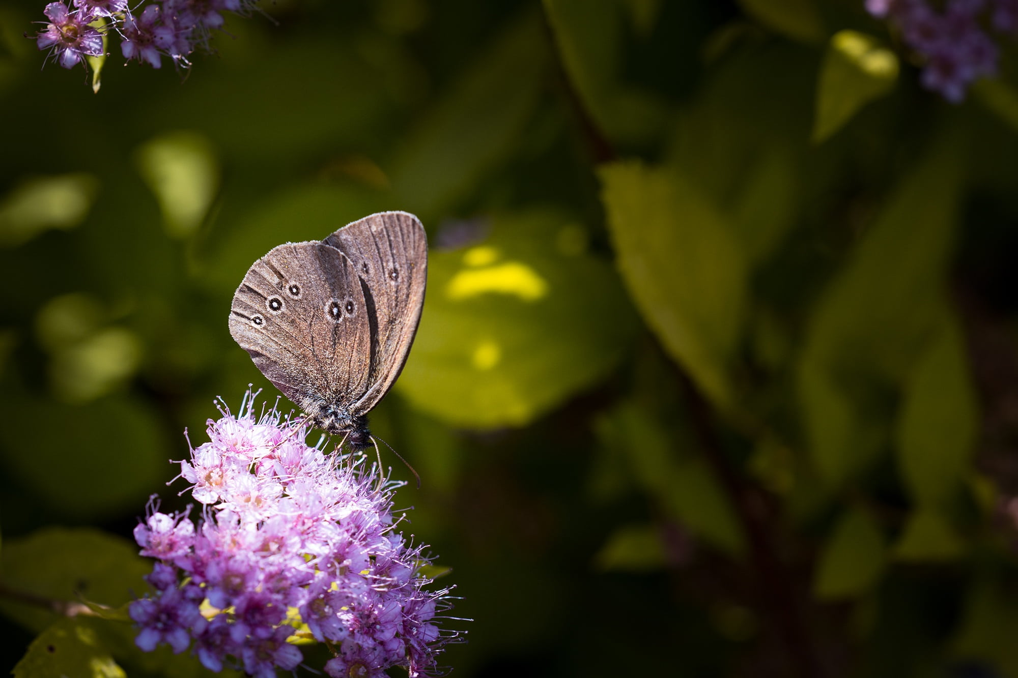 animal, brown, brown forest bird, bloom, beauty in nature, flight insect, flowers, in the garden, petal, butterfly, landed, flowering plant, purple, vulnerability, HD Wallpaper