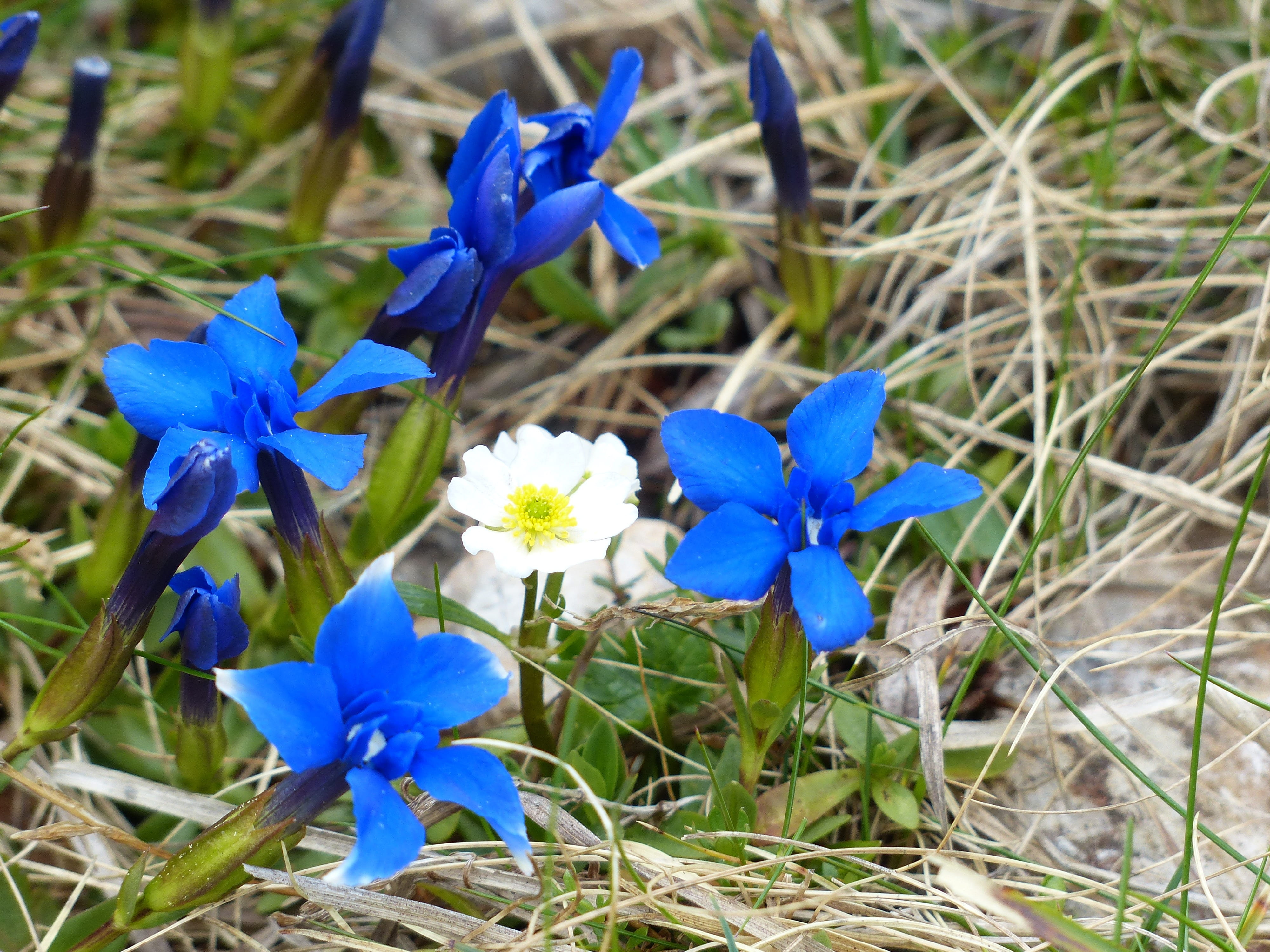 bloom, focus on foreground, freshness, gentiana verna, petal, flowers, gentianaceae, plant, medicinal plant, white, alpine flower, blue, no people, rose greenhouse, HD Wallpaper