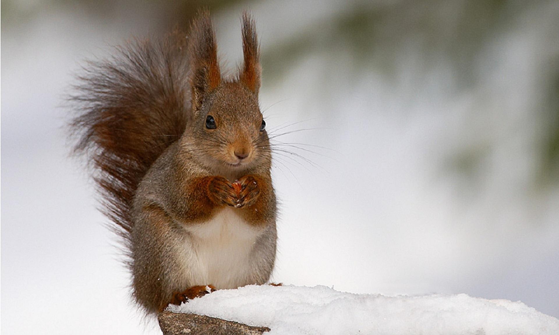 snow, animal, brown, 1080P, animals, nut, cracker, squirrel, HD Wallpaper