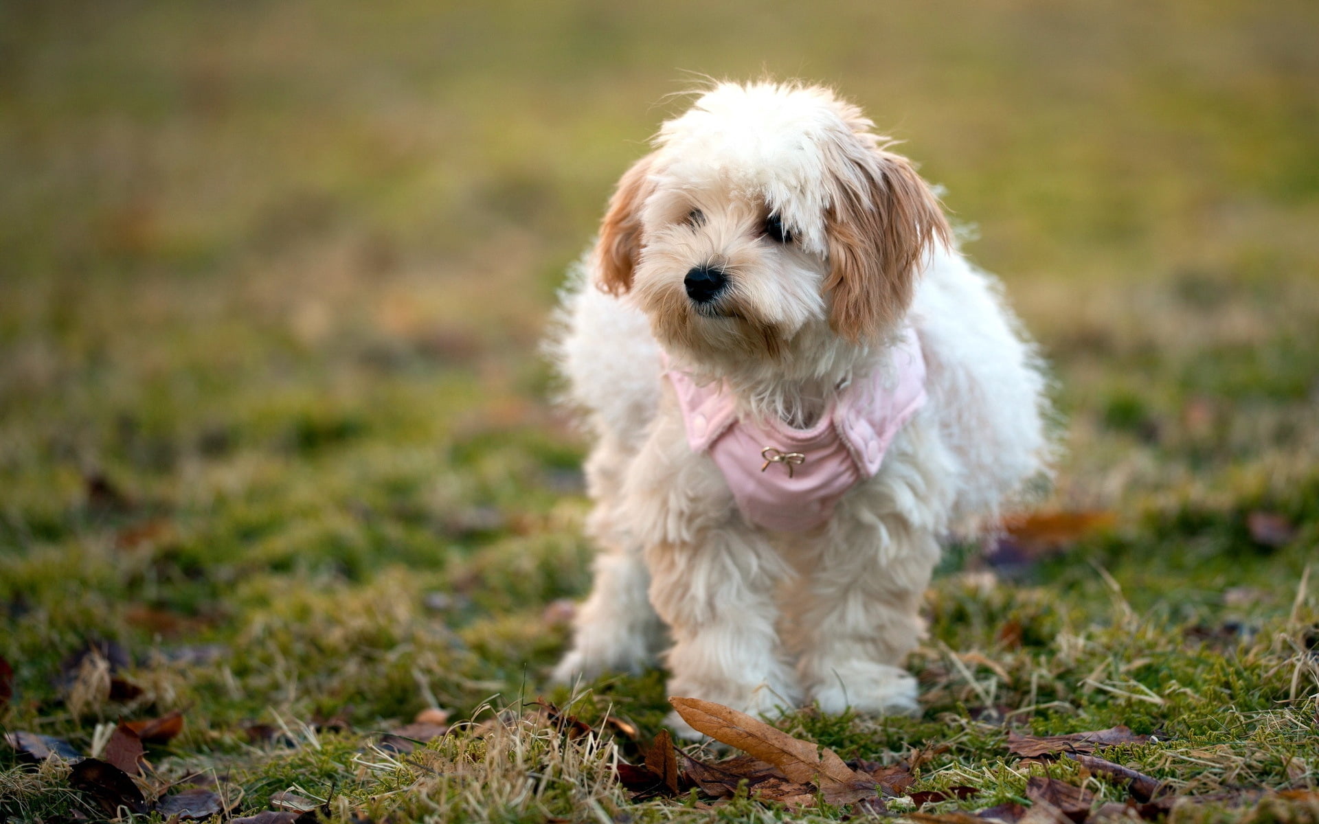 looking at camera, nature, young Animal, looking, field, animal Nose, pets, sitting, obedience, 1080P, dogs, cute, leaves, playful, animal themes, mammal, HD Wallpaper
