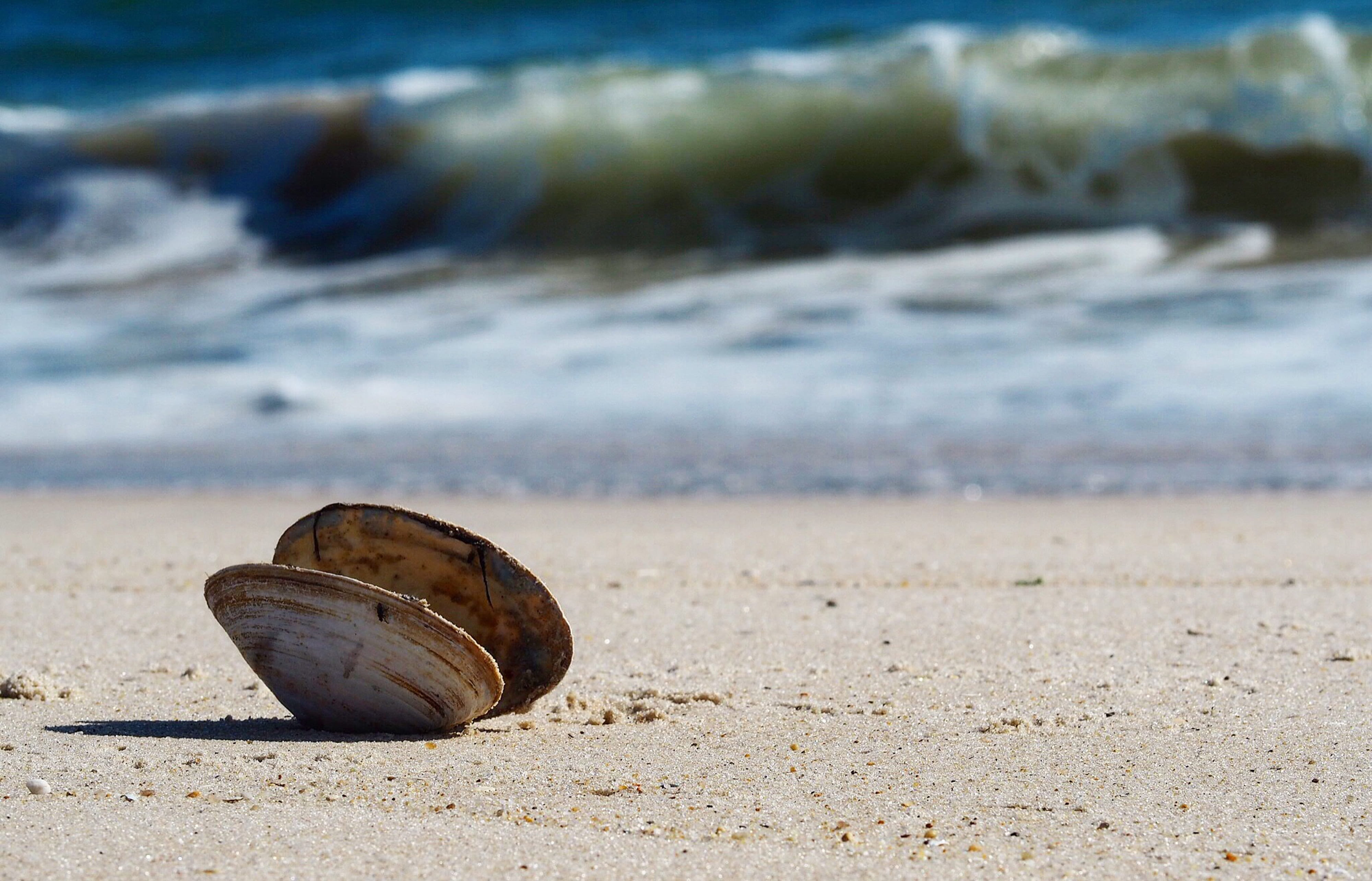 4K, animal, day, focus on foreground, animal wildlife, no people, surf, close-up, sand, shell, seashell, land, beach, sea, nature, animals in the wild, HD Wallpaper