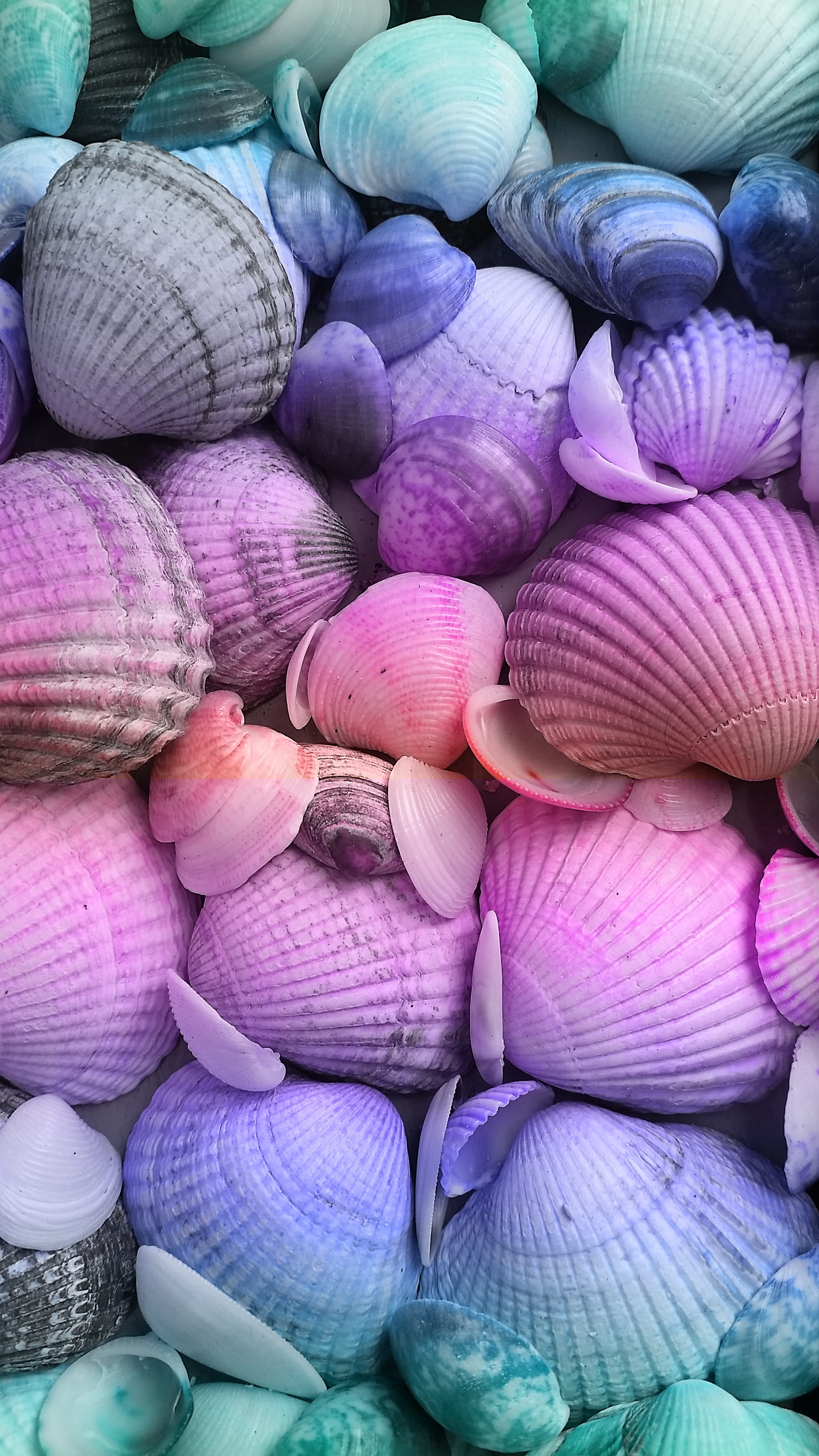 mussels, consumerism, pink color, backgrounds, mussel shells, collection, abundance, fresh mussels, still life, choice, decoration, bunch, clamshells, market stall, Phone HD Wallpaper
