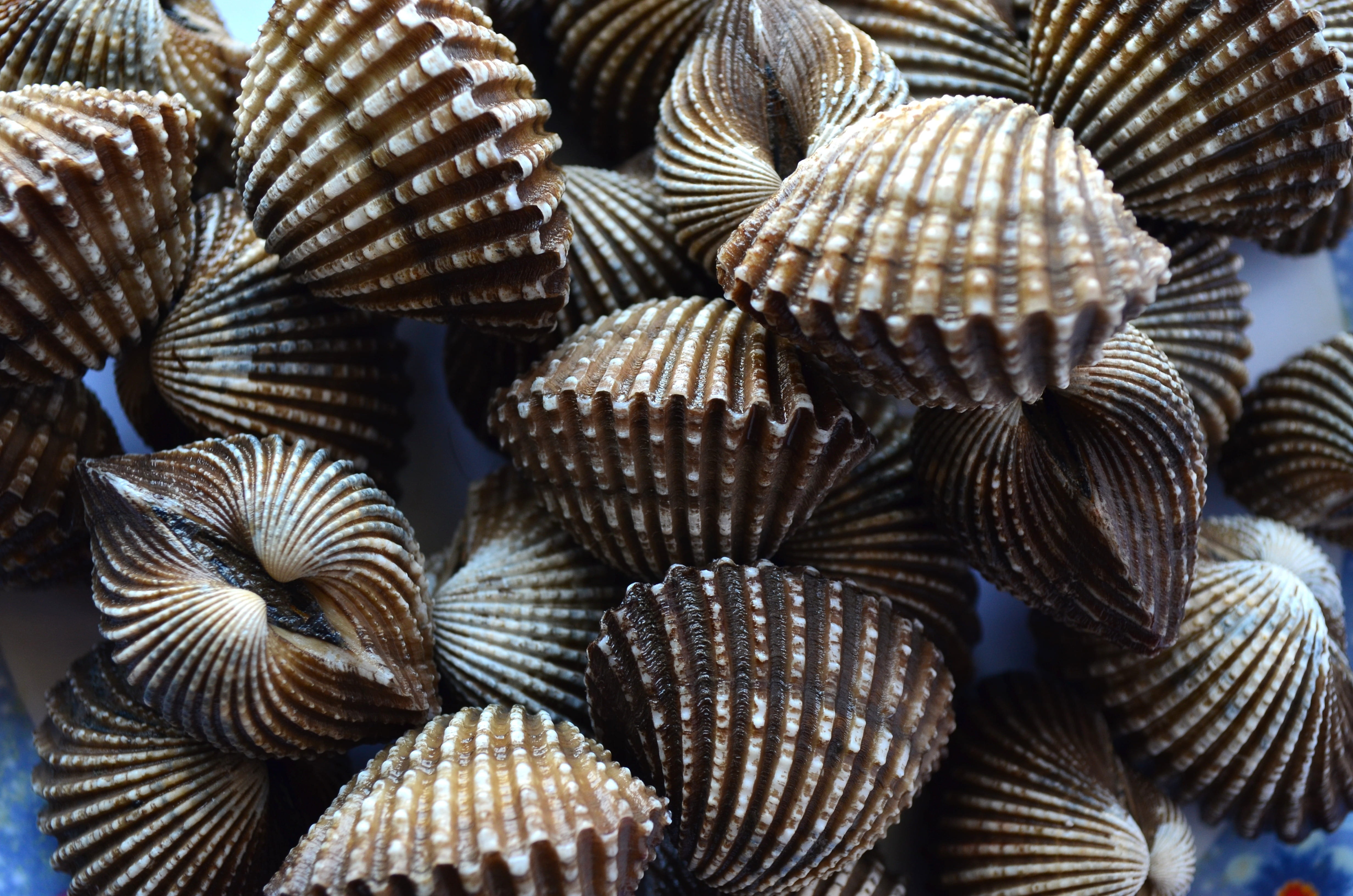 undersea, shell, pattern, large group of objects, brown, animal wildlife, clamshells, pile, no people, sea, full frame, seafood, beauty in nature, day, HD Wallpaper