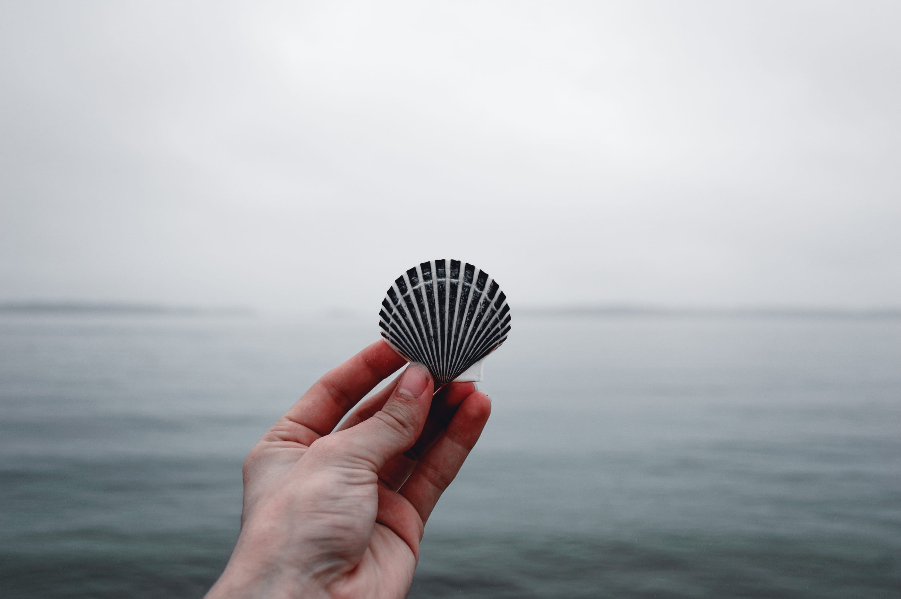 hand, beauty in nature, human limb, one person, body part, seashell, horizon, human body part, 2K, sky, line, finger, human hand, water, clamshell, person, HD Wallpaper