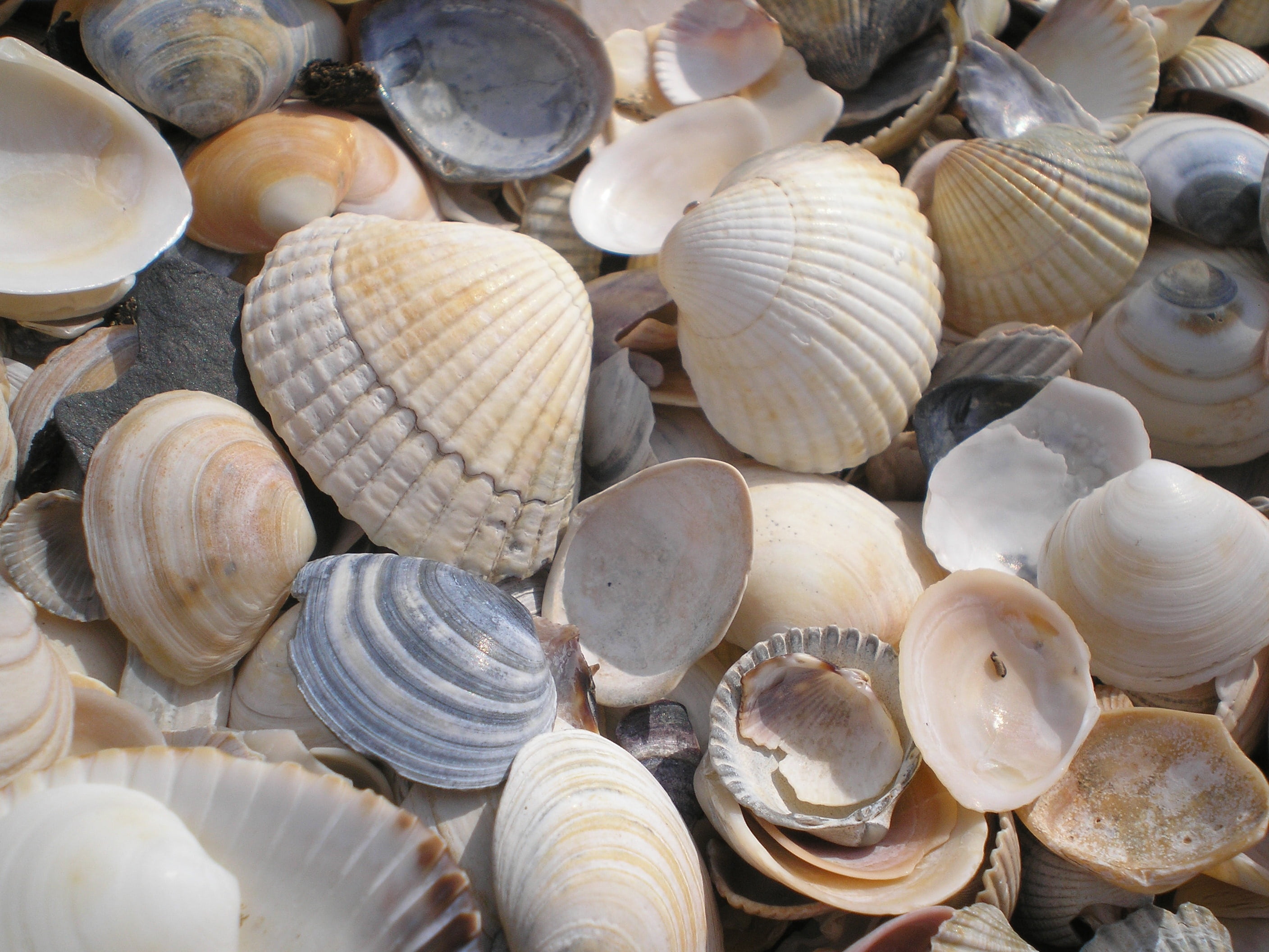 abundance, clam, backgrounds, beach, natural pattern, close-up, day, food and drink, full frame, shell, 2K, outdoors, holiday, decoration, animal shell, HD Wallpaper