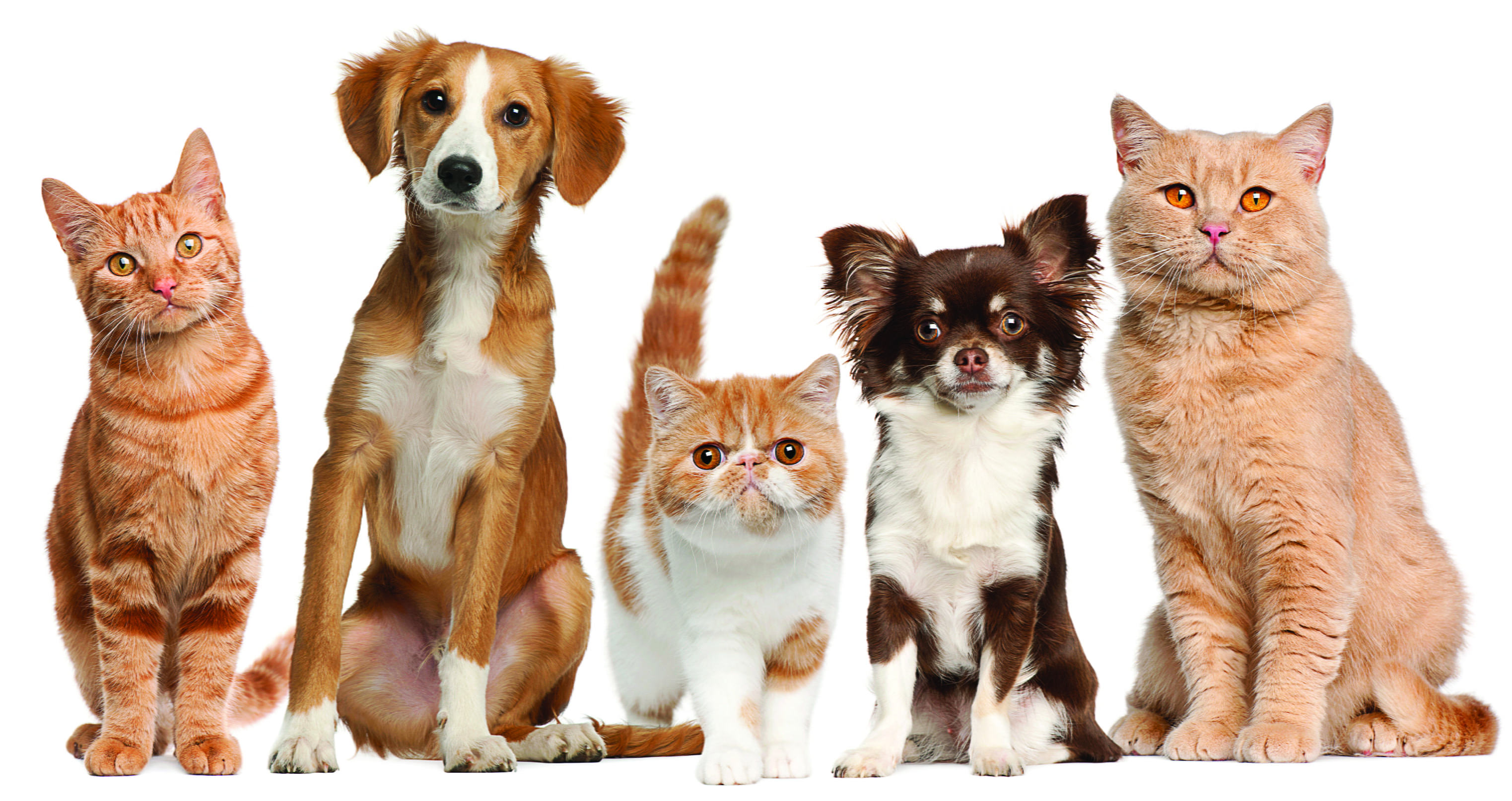 domestic, looking, domestic animals, mammal, white background, feline, pets, four animals, sitting, no people, 2K, cats, animal family, whisker, group of animals, HD Wallpaper