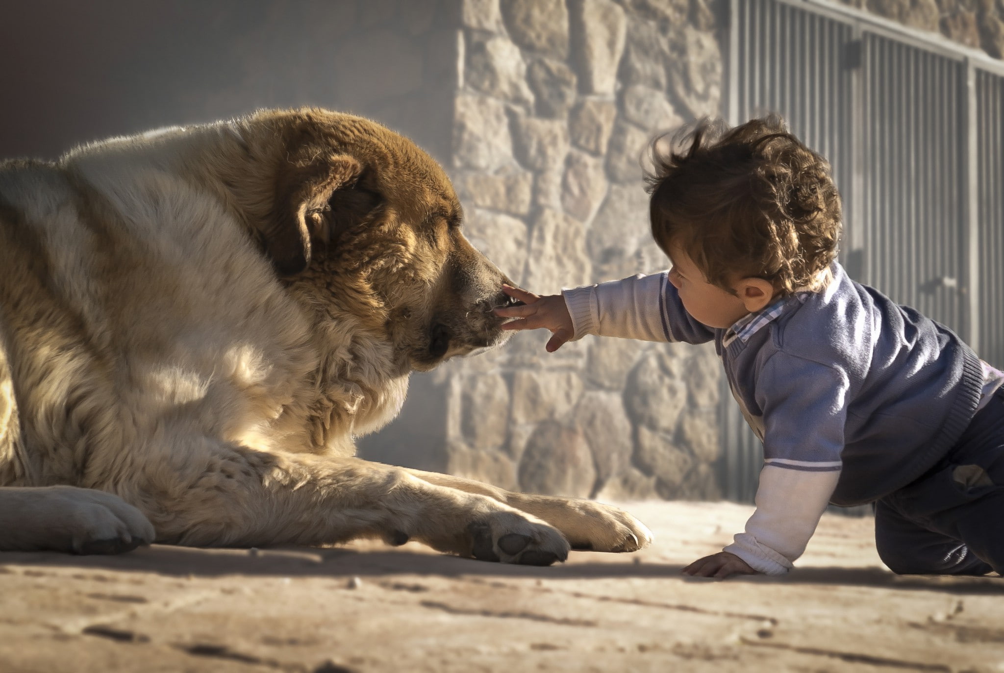 familiarity, child, 1080P, boy, friends, dog, HD Wallpaper