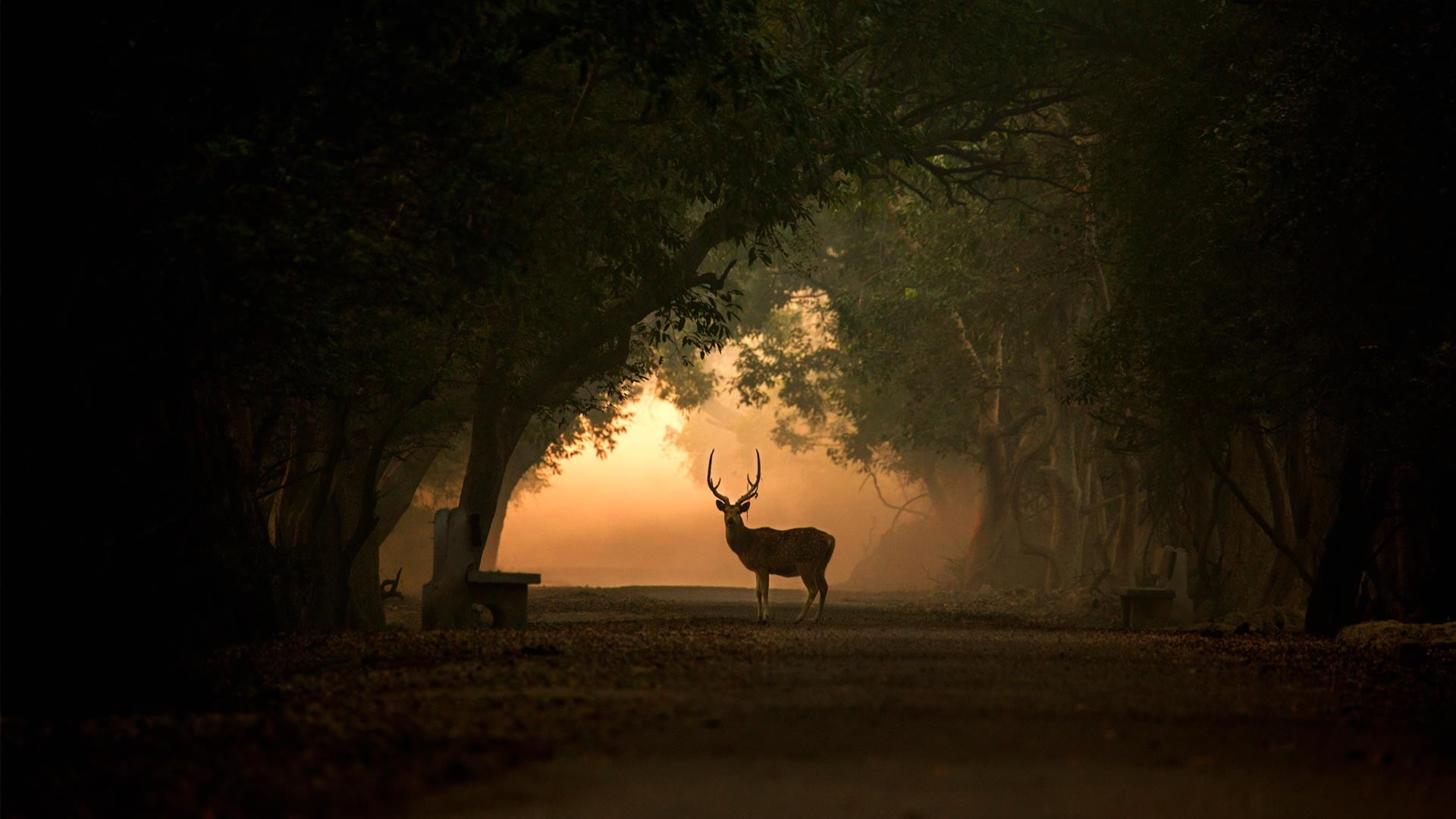 1080P, deer, Keoladeo Ghana, alley, Aksis, silhouette, horns, India, Park, HD Wallpaper