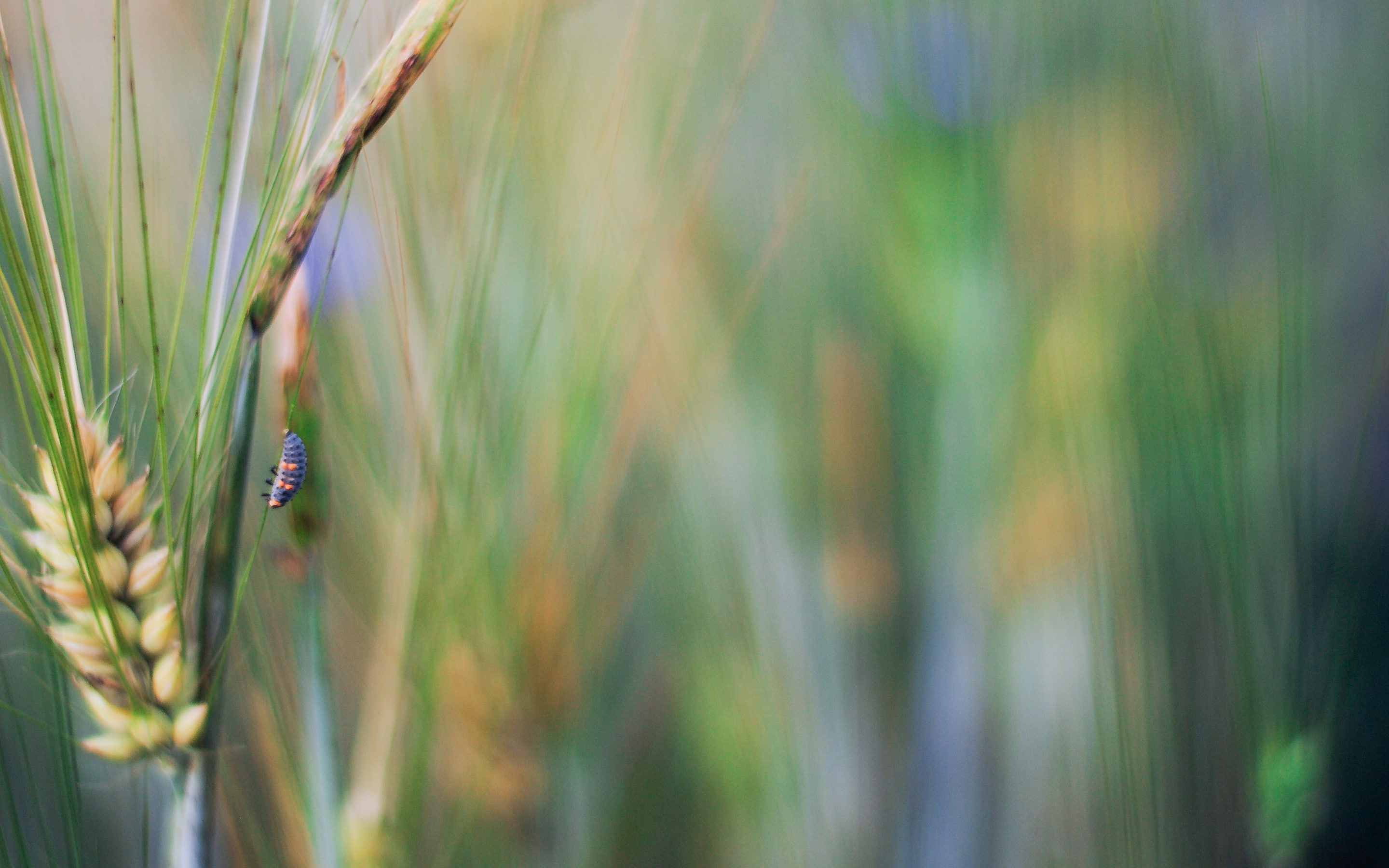 no people, focus on foreground, plant, Rye, day, plants, growth, field, wheat, green color, cereal plant, rural scene, beauty in nature, nature, selective focus, HD Wallpaper