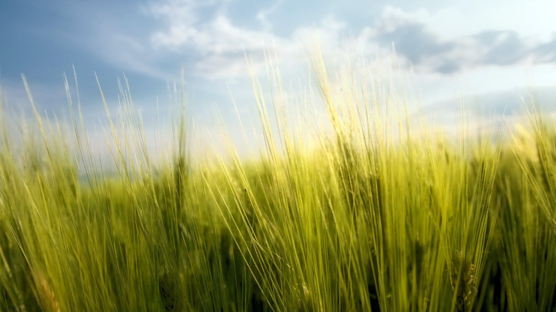 macro, 1080P, plants, Rye, sky, HD Wallpaper