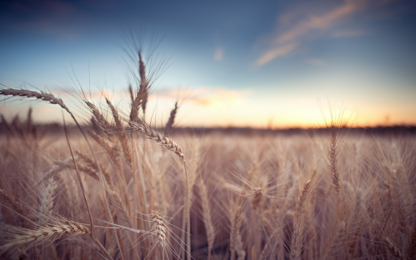 nature, 720P, Rye, sky, field, plants, HD Wallpaper