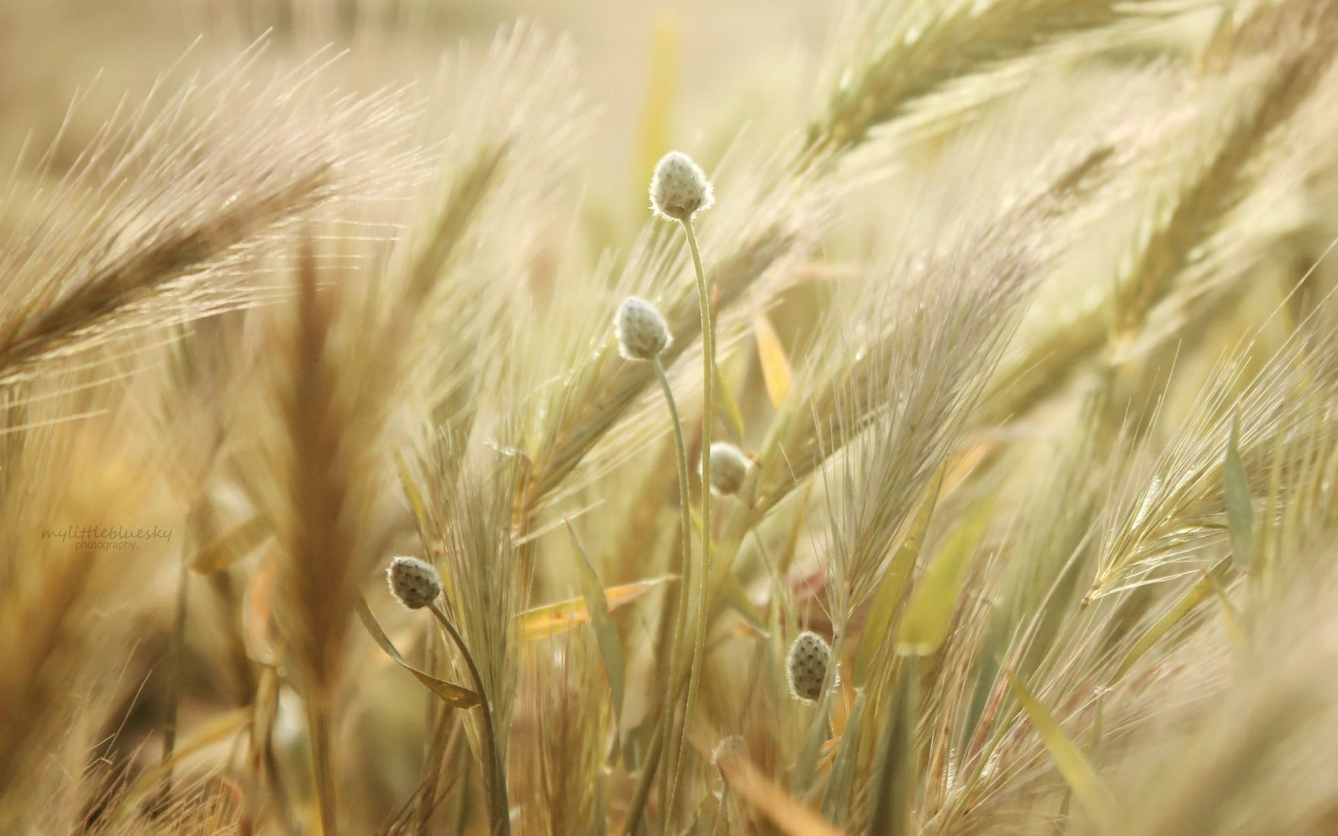farm, barley, cereal plant, 1080P, ear of wheat, outdoors, no people, plant, wheat, selective focus, agriculture, rye - grain, summer, floral, rural scene, HD Wallpaper