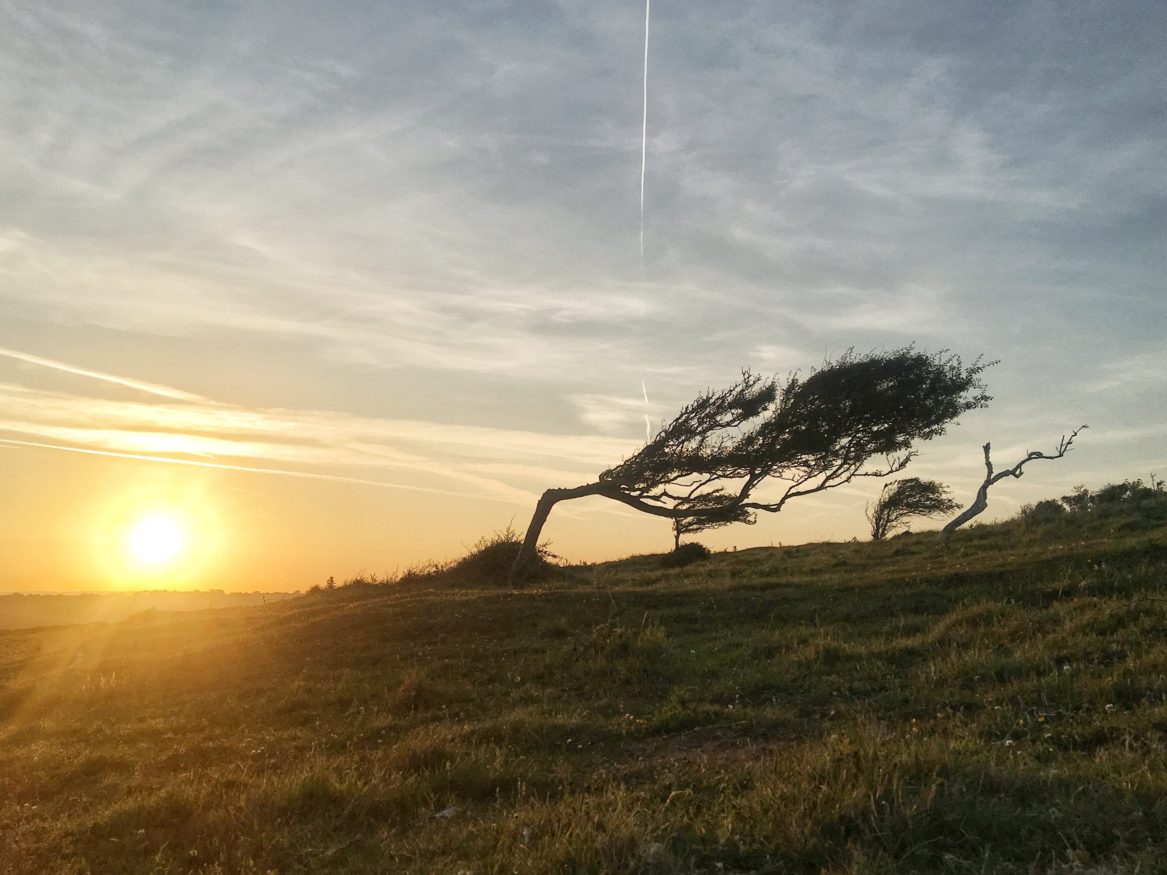 sun, east sussex, environment, landscape, tranquility, dawn, tree, sunlight, idyllic, s downs way, sky, scenery, red sky, scenics - nature, field, grassland, HD Wallpaper