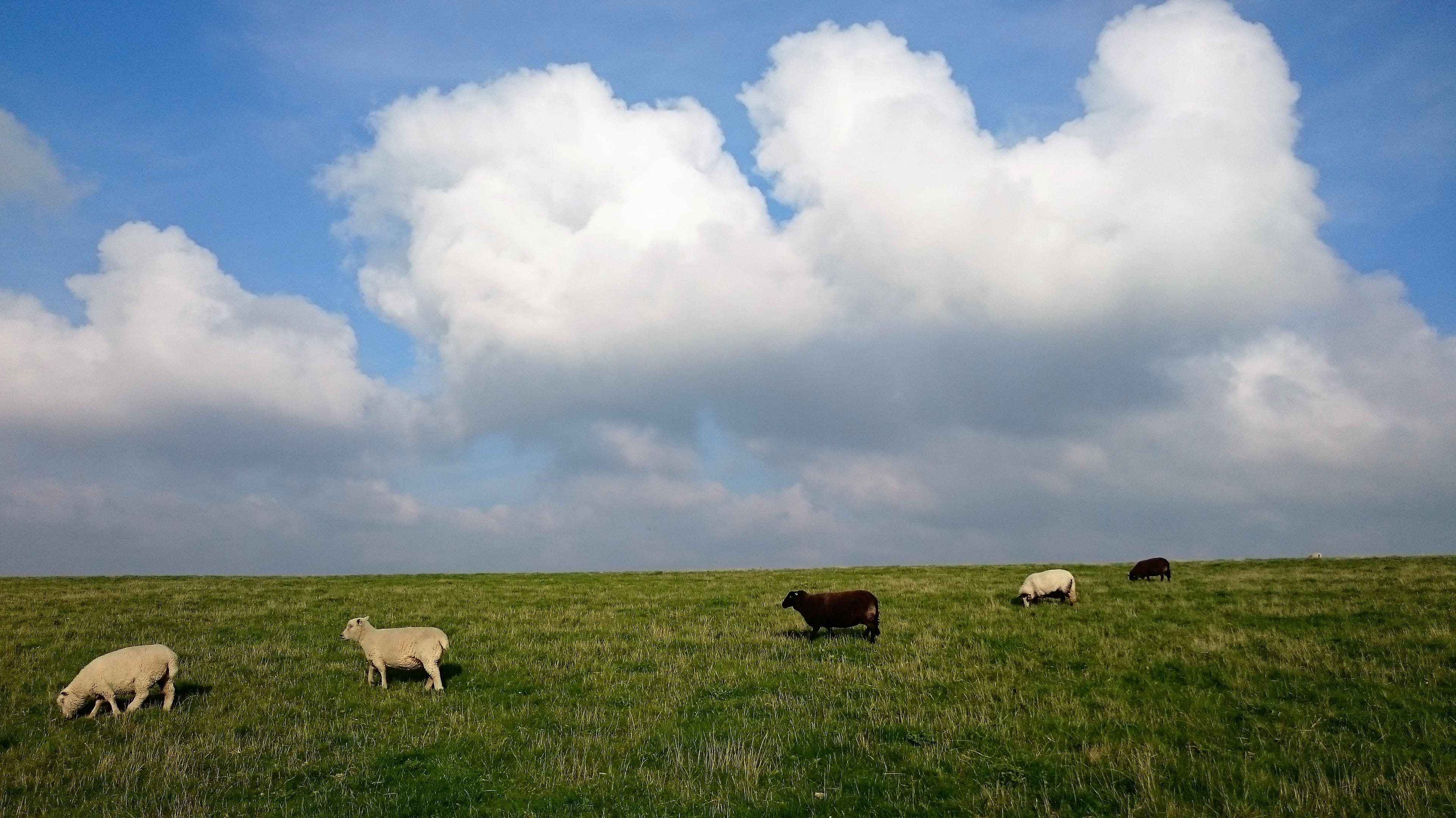 clouds, outdoors, blue sky, group of animals, landscape, grazing, agriculture, plant, animal, 4K, beauty in nature, seven sisters cliffs, pets, herd, livestock, HD Wallpaper