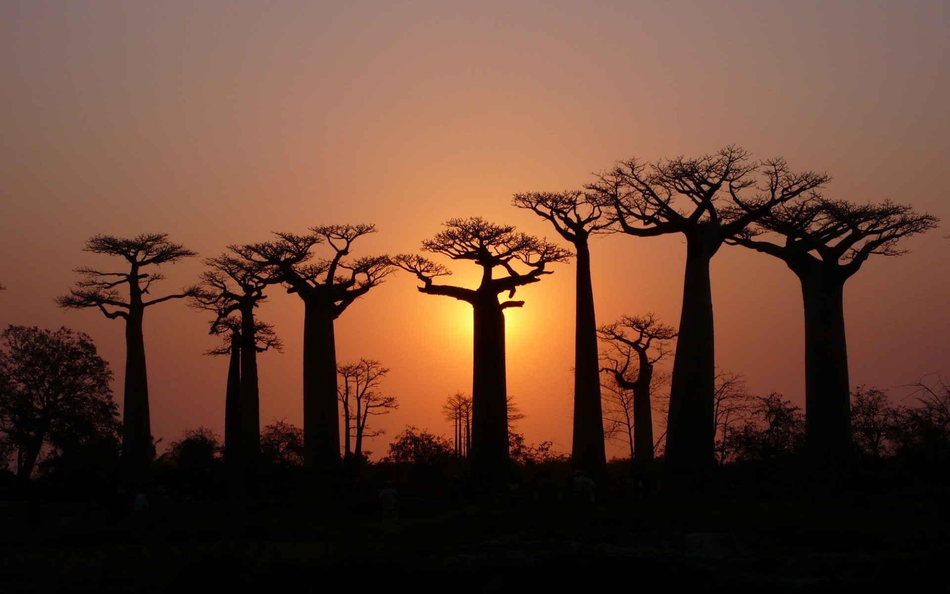 1080P, baobab tree, HD Wallpaper