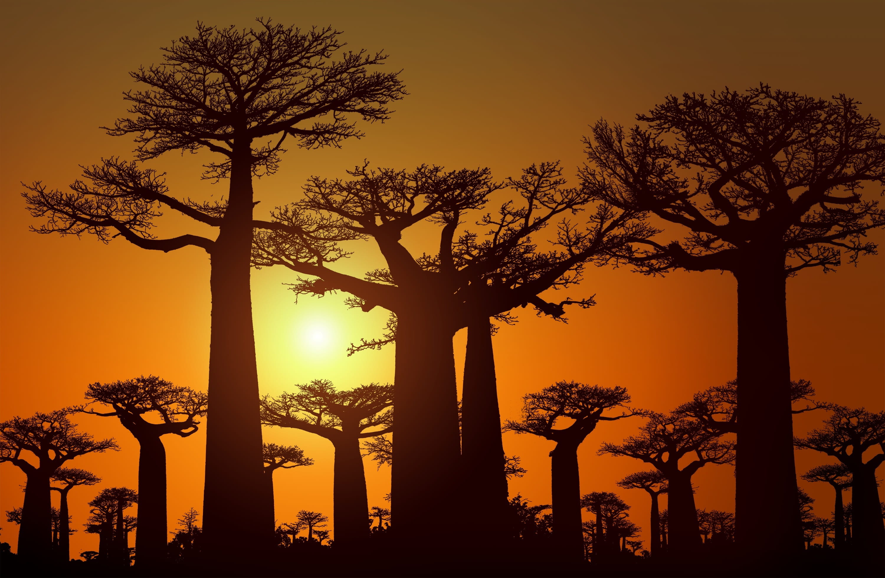 tree, scenics - nature, nature, baobabs, madagascar, dusk, growth, no people, tranquil scene, evening, idyllic, baobab, architecture, africa, tranquility, HD Wallpaper