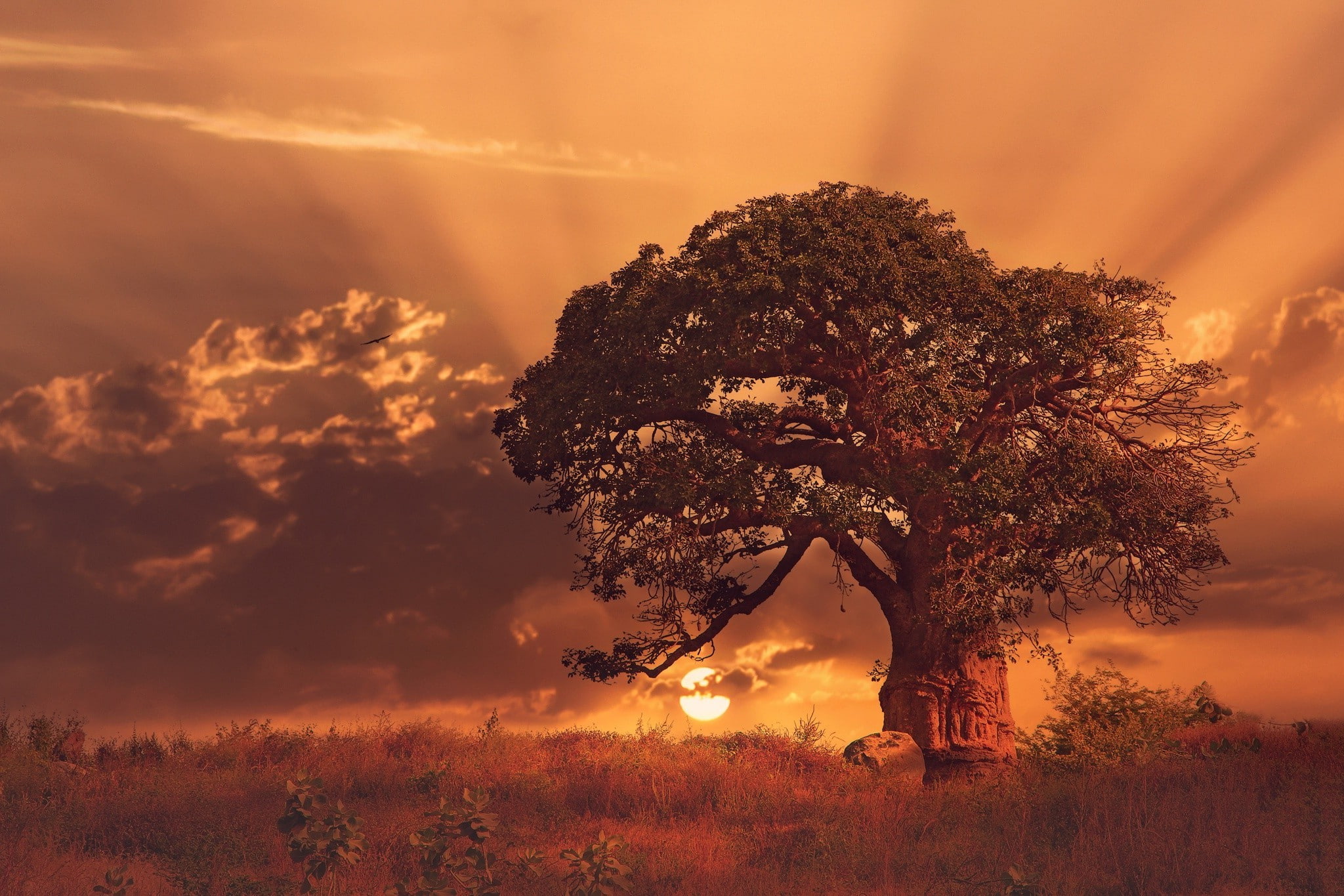 back lit, field, idyllic, outdoors, nature, sky, sunset, bright, 1080P, landscape, tranquility, beauty in nature, plant, no people, land, environment, HD Wallpaper
