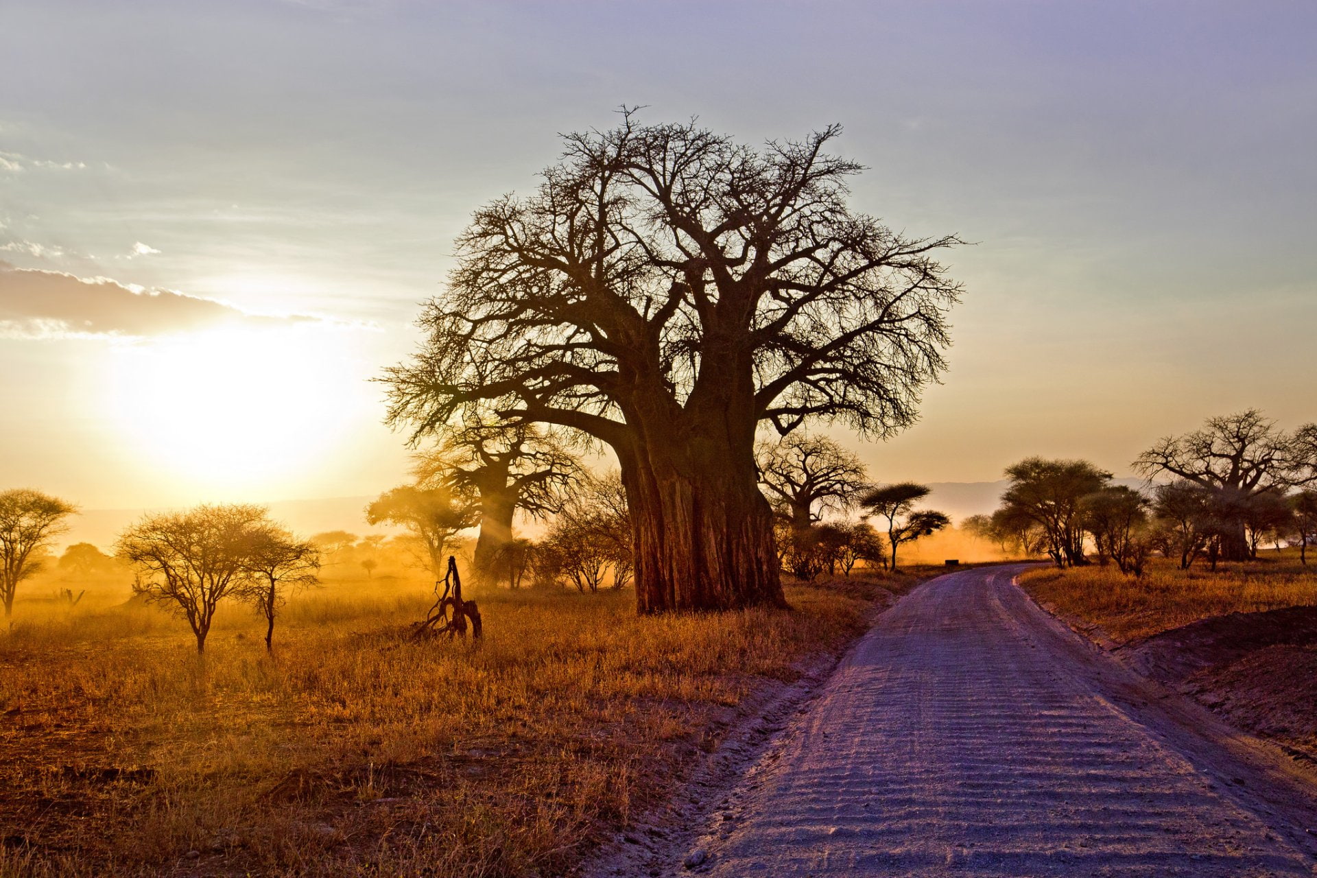 Tree, Baobab Tree, Sunrise, Path, 1080P, Savannah, Sunbeam, Trees, Landscape, Africa, HD Wallpaper