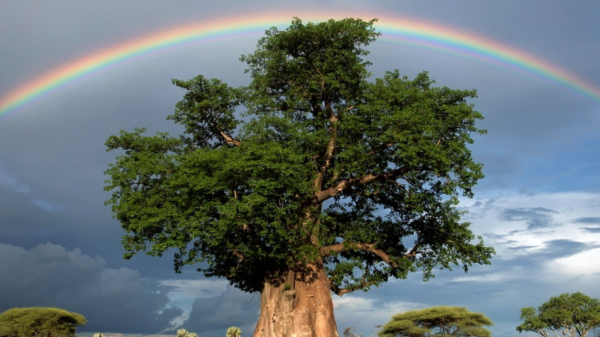 Baobab Tree, Sky, Rainbow, 1080P, Green, Tree, Earth, HD Wallpaper