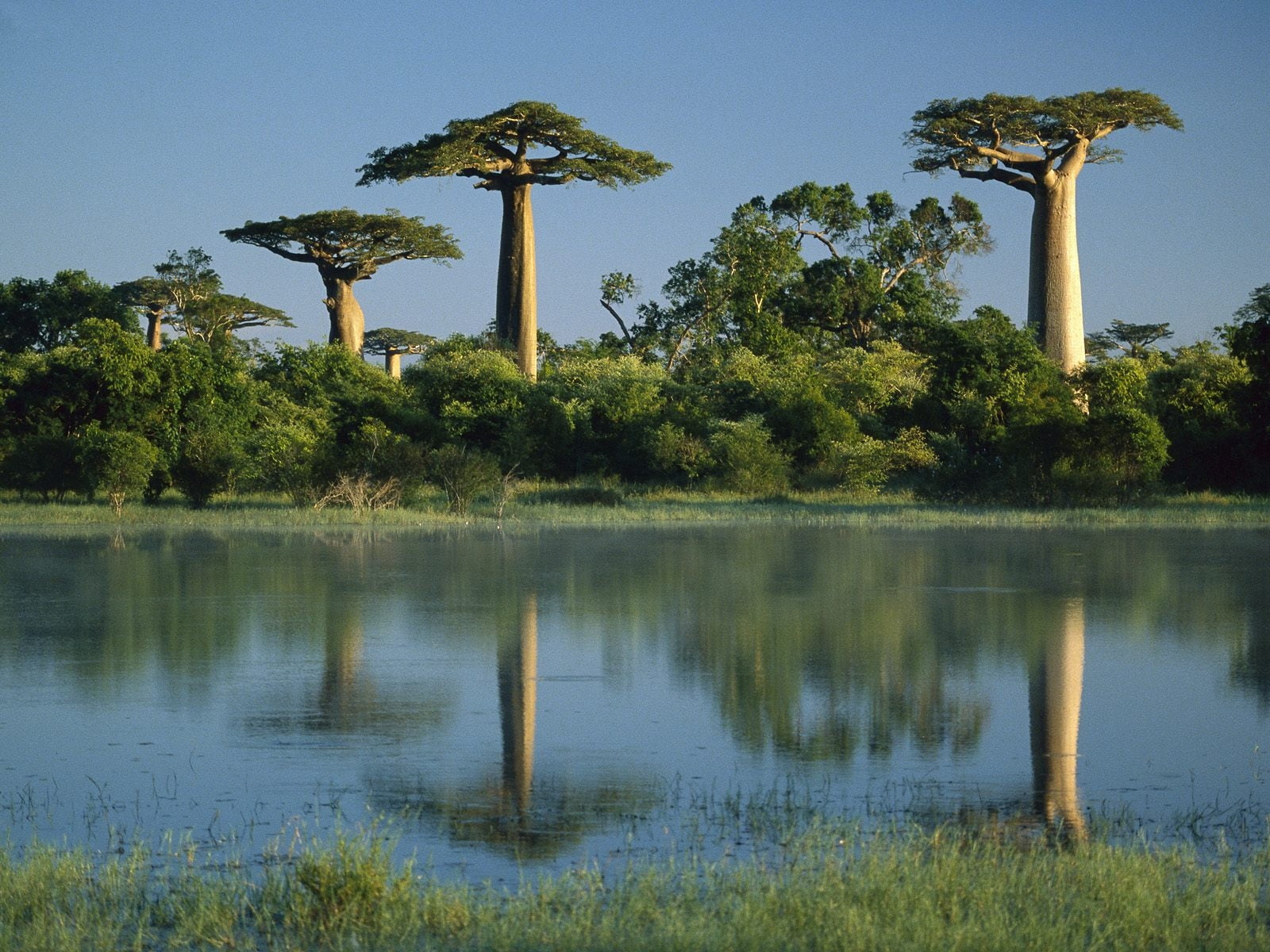 blue, clear sky, water, leafed, park - Man Made Space, reflection, summer, tranquility, plant, green Color, nature, no people, scenics - nature, africa, HD Wallpaper