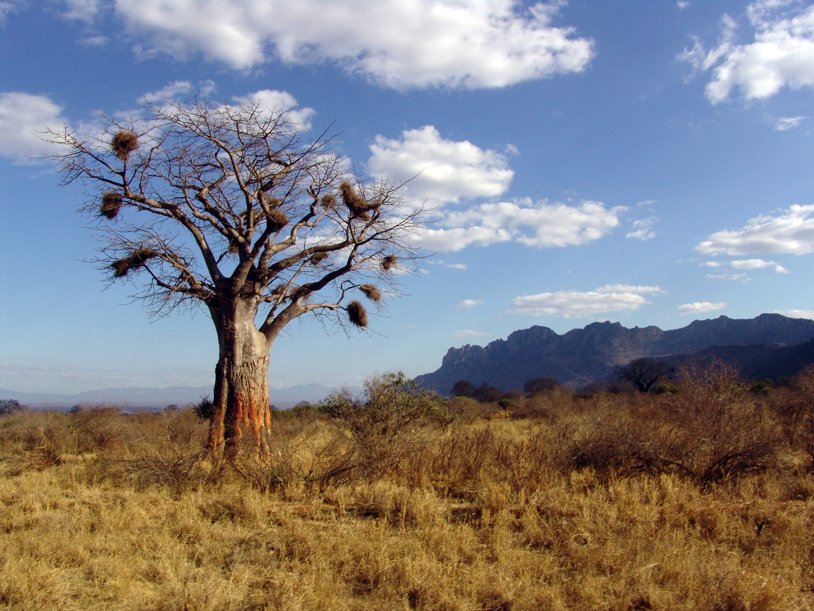 tree, mountain, grass, bare tree, plant, scenics - nature, baobab, africa, isolated, sky, arid climate, tranquil scene, day, beauty in nature, cloud - sky, HD Wallpaper