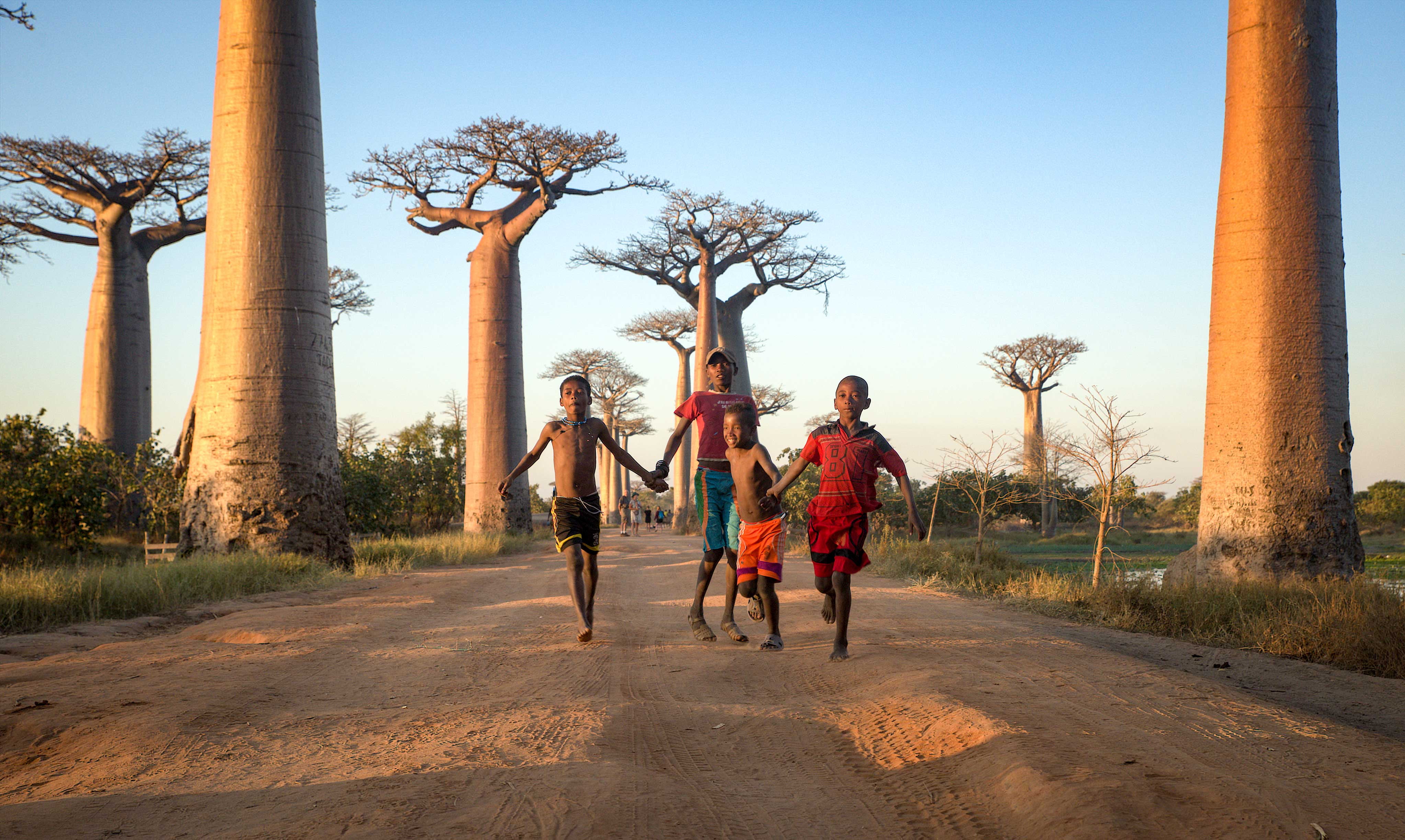 trees, four, allee, tourist, famous Place, male, daytime, on road, Madagascar, Boys, women, baobabs, outdoors, boy, outdoor, group, road, Malagasy, playing, HD Wallpaper