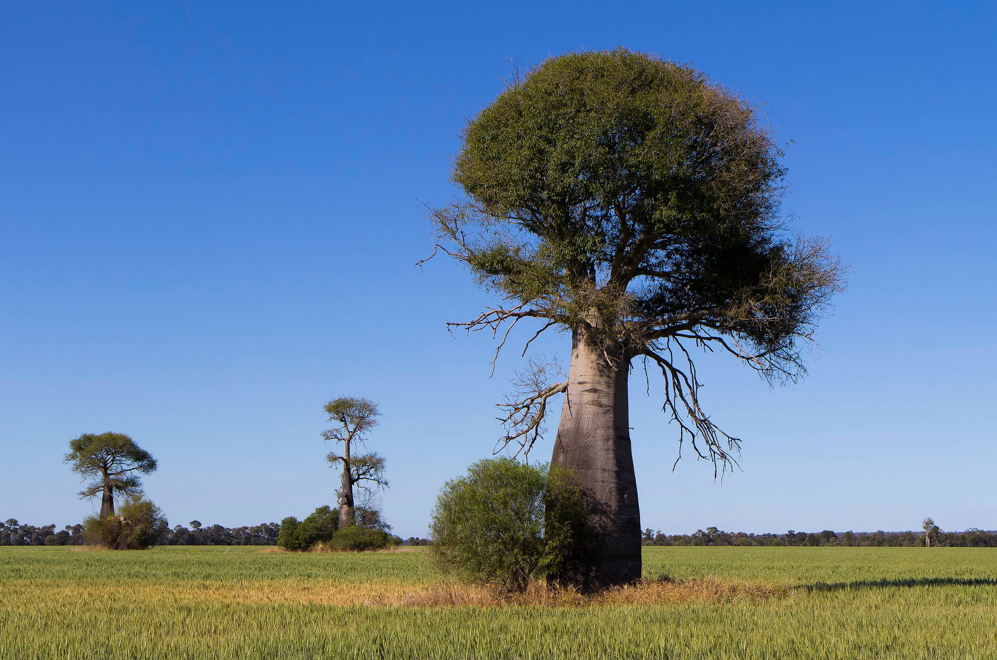 growth, landscape, clear sky, sky, the sky, environment, green, tranquil scene, nature, scenics - nature, trunk, tree trunk, land, tranquility, beauty in nature, HD Wallpaper