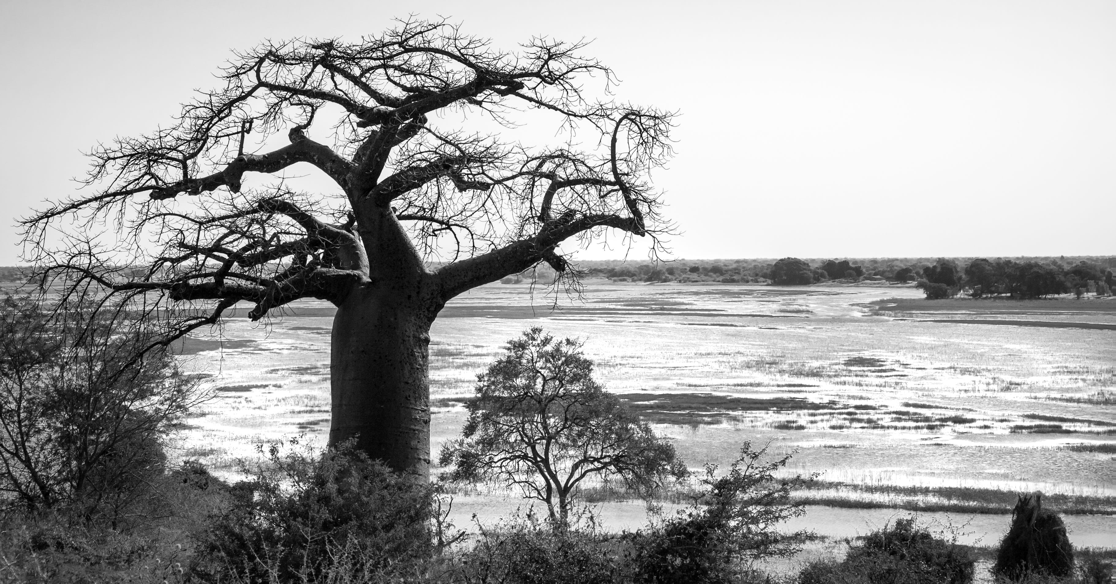 border post, plant, non-urban scene, chobe river, beauty in nature, monochrome, tranquil scene, bare tree, botswana, ngoma bridge, day, branch, tranquility, HD Wallpaper