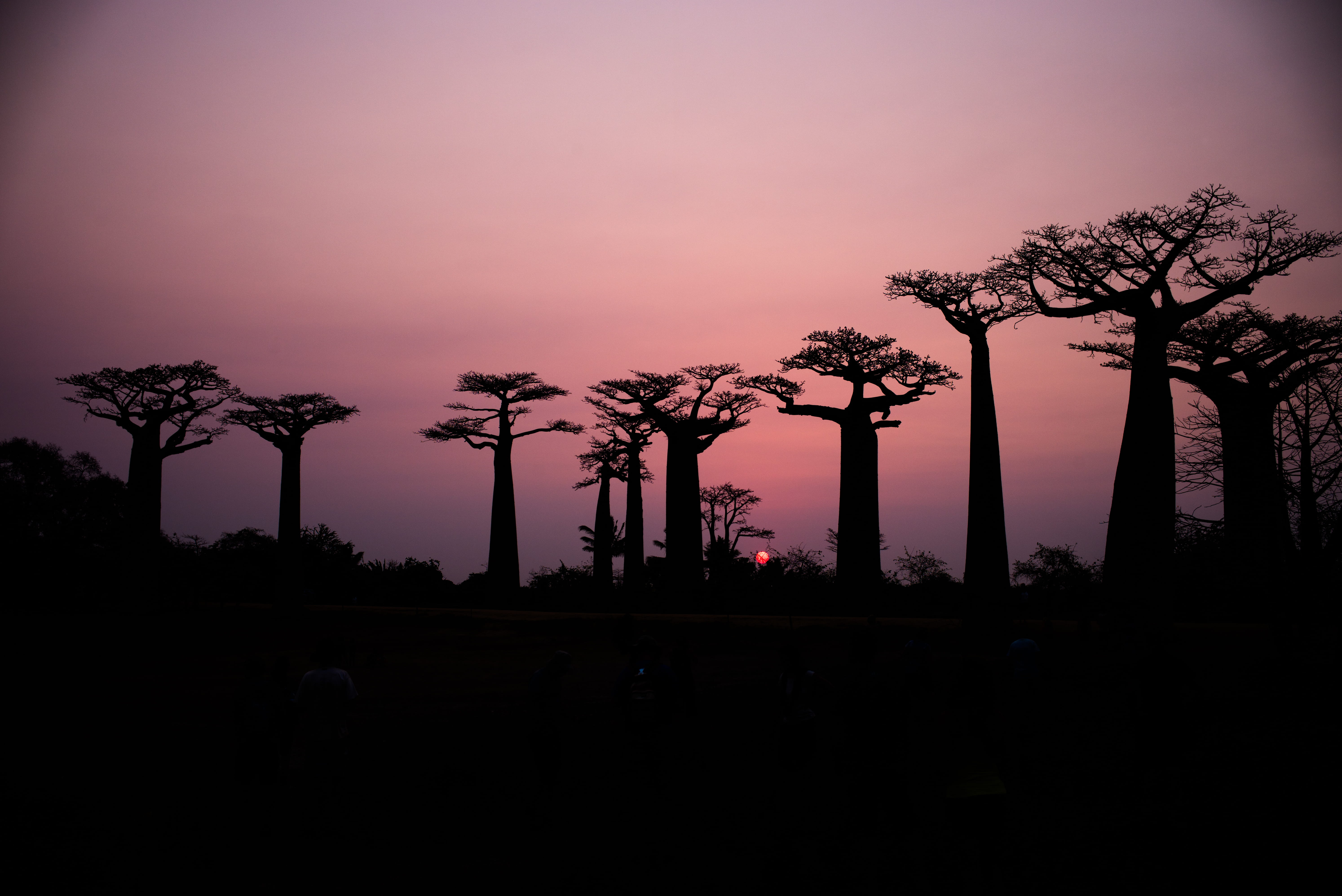 tree, built structure, silhouette, forest, sunrise, outdoors, landscape, baobabs, scenics - nature, sinset, sun, architecture, plant, pink, woodland, majestic, HD Wallpaper